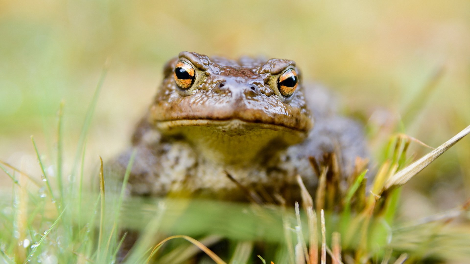 Обои трава, природа, фон, лягушка, жаба, grass, nature, background, frog, toad разрешение 1920x1200 Загрузить