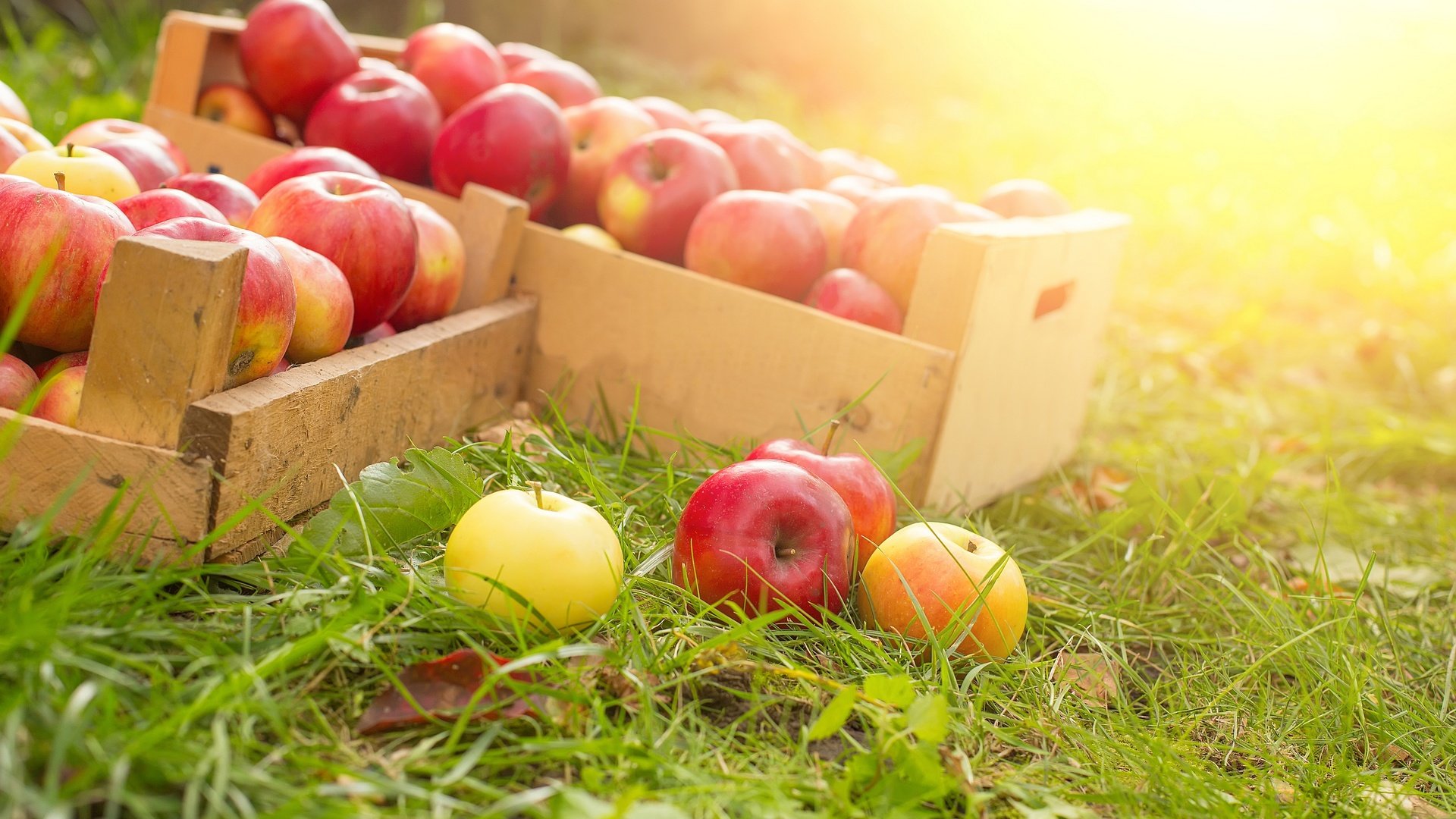 Обои трава, фрукты, яблоки, ящики, спелые, сбор урожай, grass, fruit, apples, boxes, ripe, harvest harvest разрешение 6000x3608 Загрузить