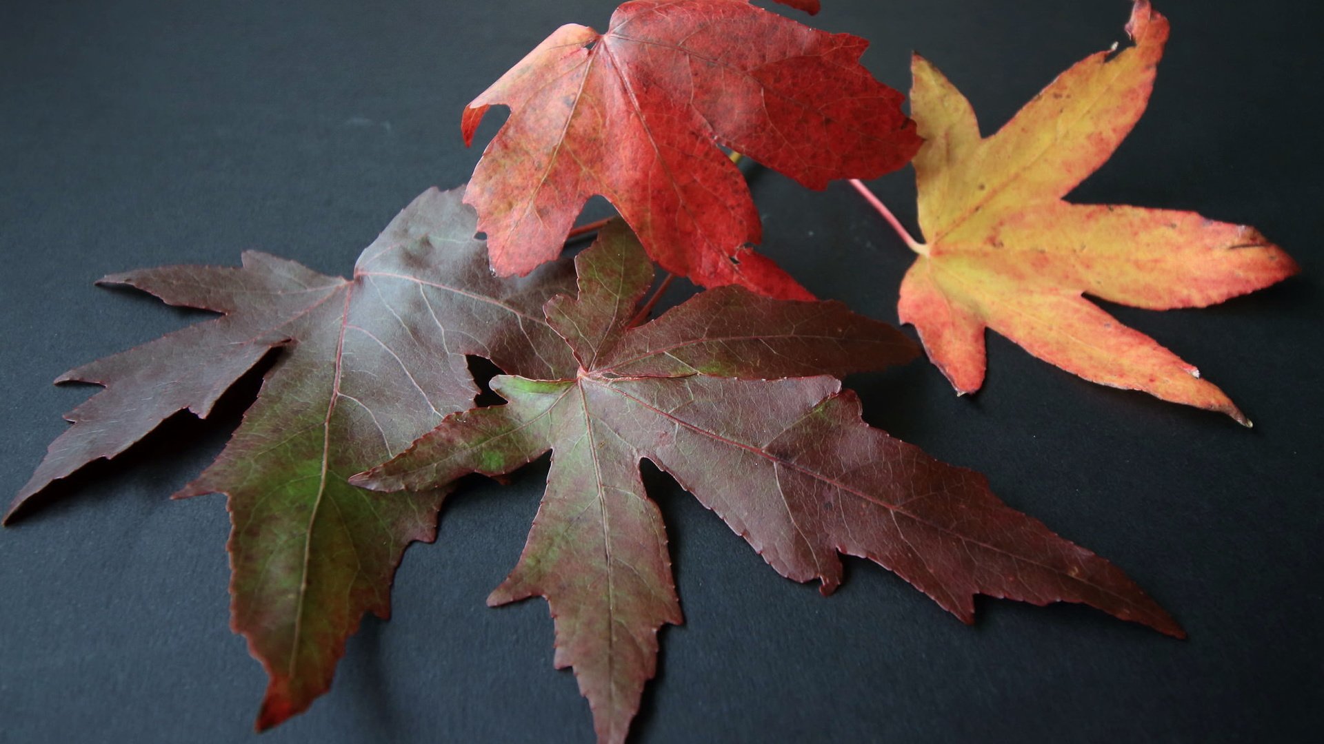 Обои природа, листья, макро, осень, клен, nature, leaves, macro, autumn, maple разрешение 2048x1336 Загрузить