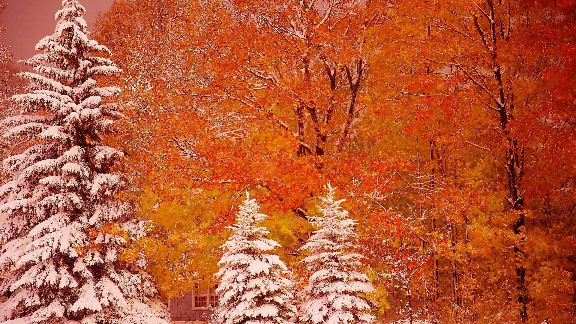 Обои деревья, снег, осень, ели, мичиган, мунизинг, trees, snow, autumn, ate, michigan, munising разрешение 2880x1812 Загрузить