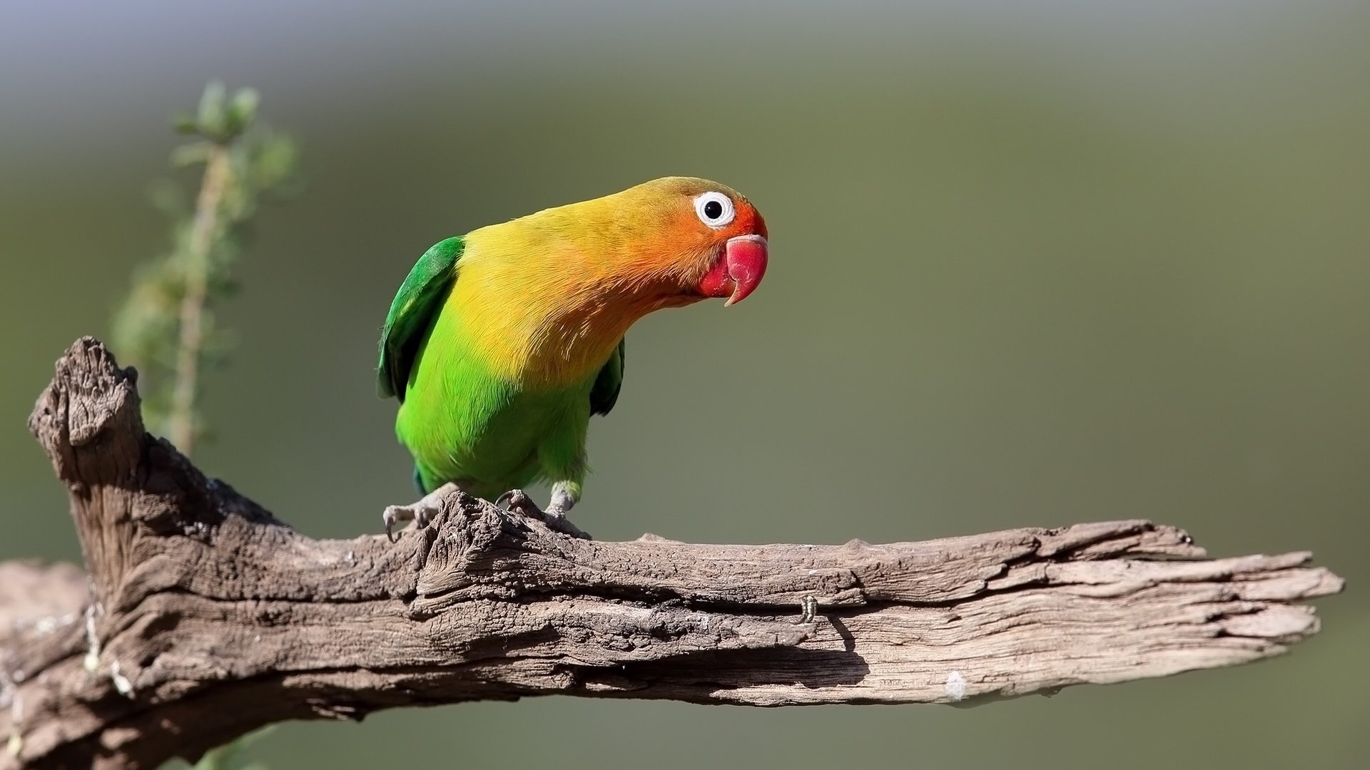 Обои птица, клюв, перья, коряга, попугай, оперение, неразлучник, bird, beak, feathers, snag, parrot, tail, lovebird разрешение 2048x1180 Загрузить