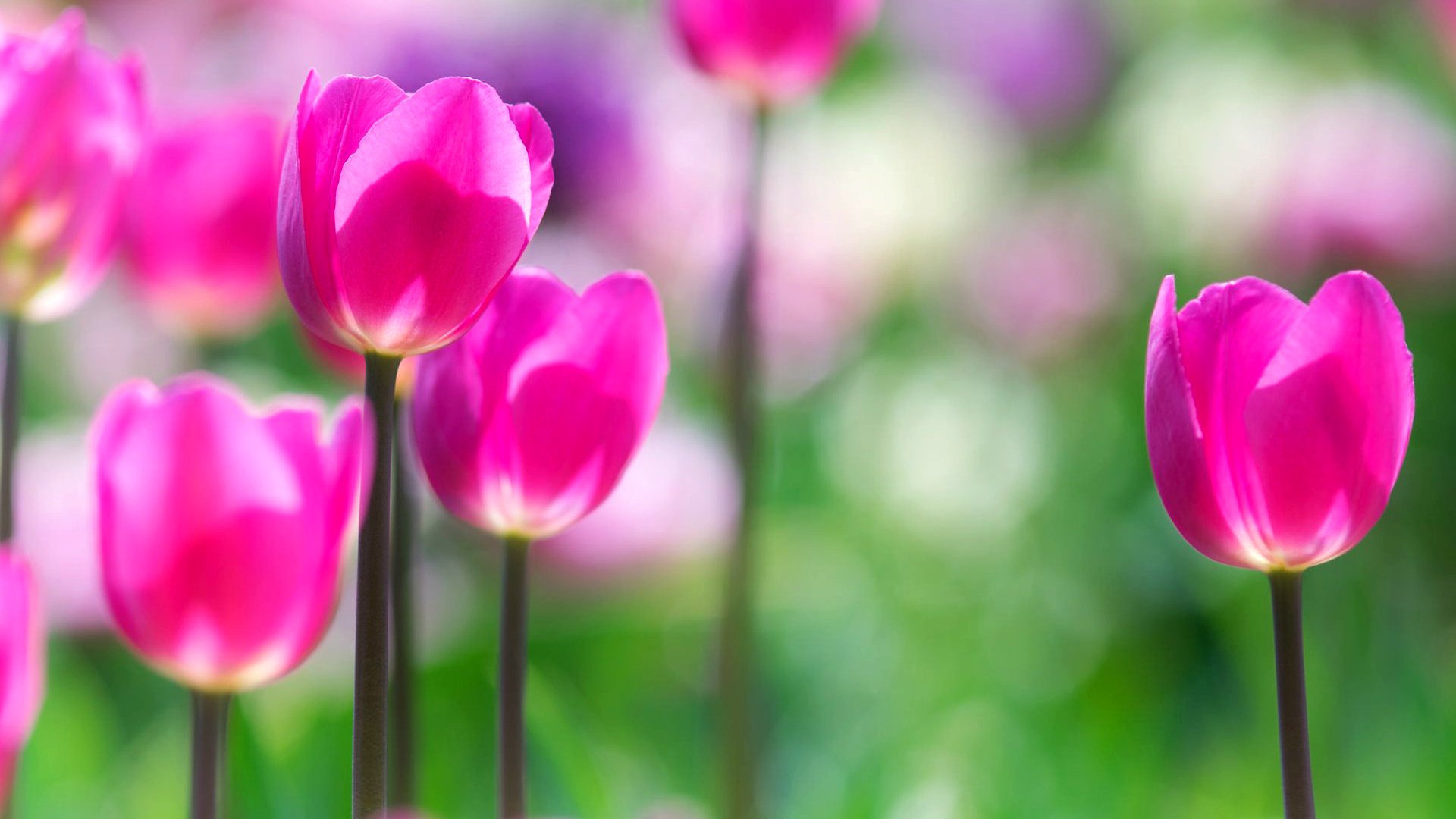 Обои цветы, сад, весна, тюльпаны, розовые, flowers, garden, spring, tulips, pink разрешение 1920x1200 Загрузить