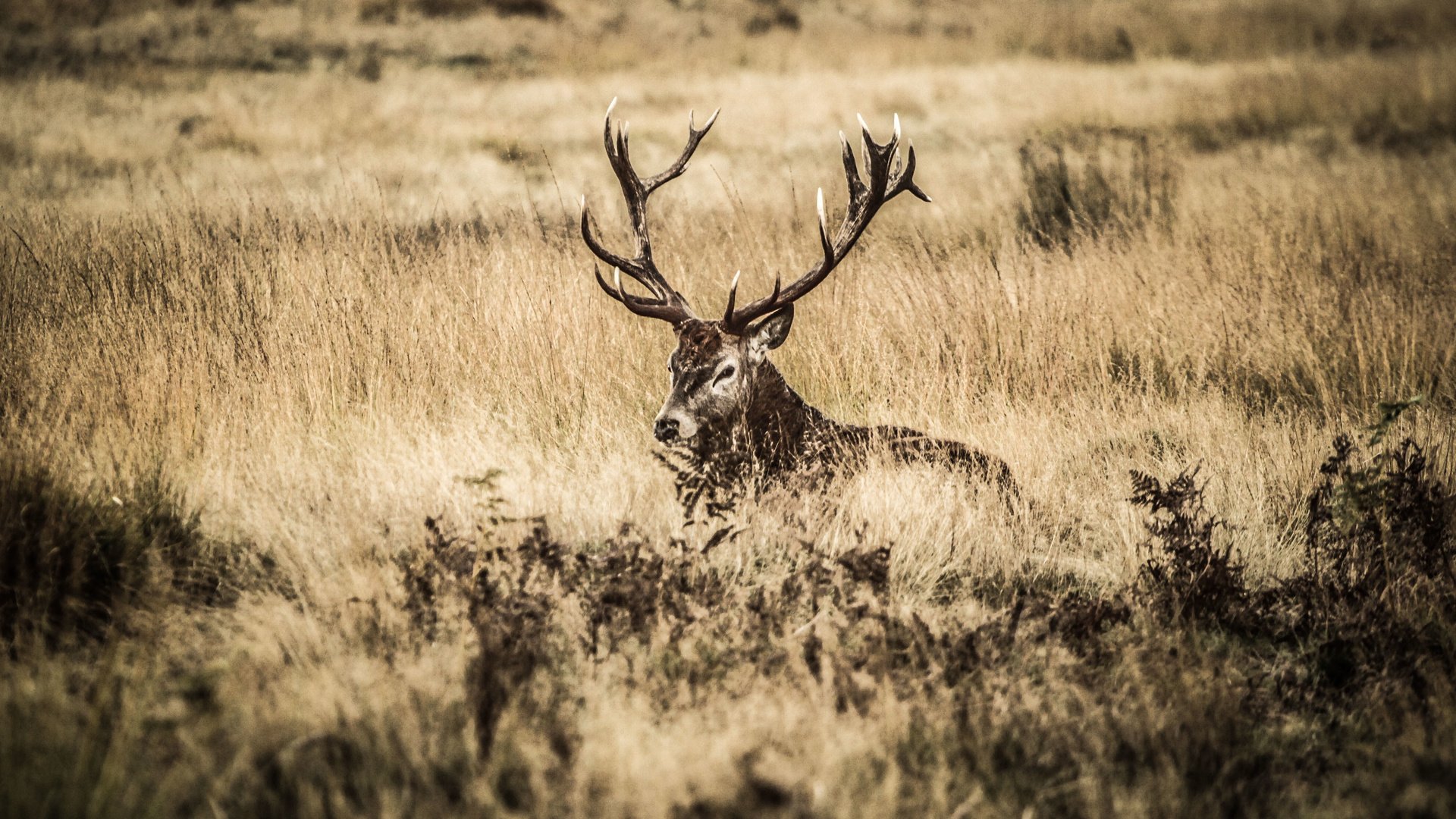 Обои олень, поле, куст, рога, deer, field, bush, horns разрешение 3952x2533 Загрузить