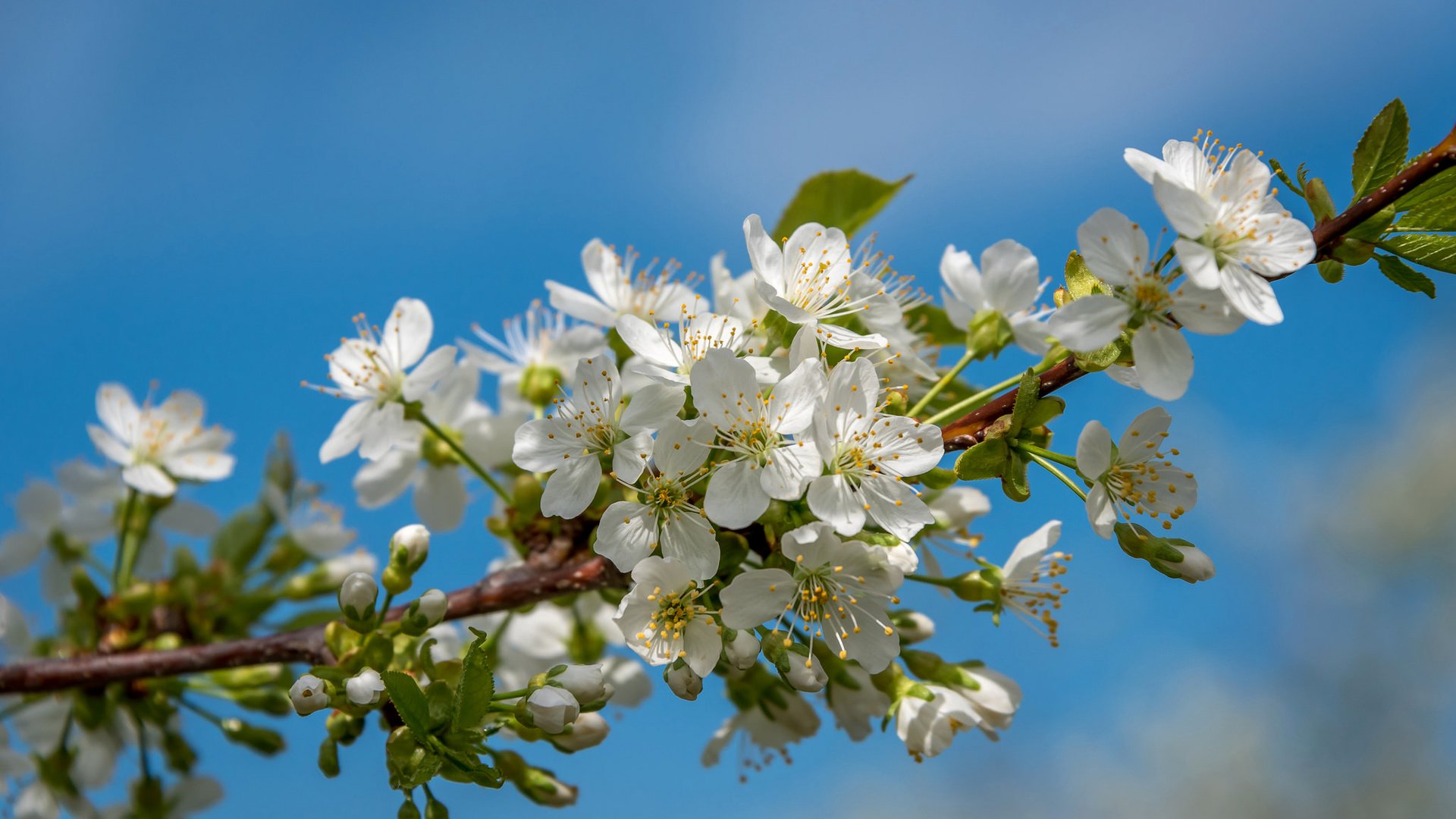 Обои небо, ветка, дерево, лепестки, сад, весна, the sky, branch, tree, petals, garden, spring разрешение 2048x1311 Загрузить