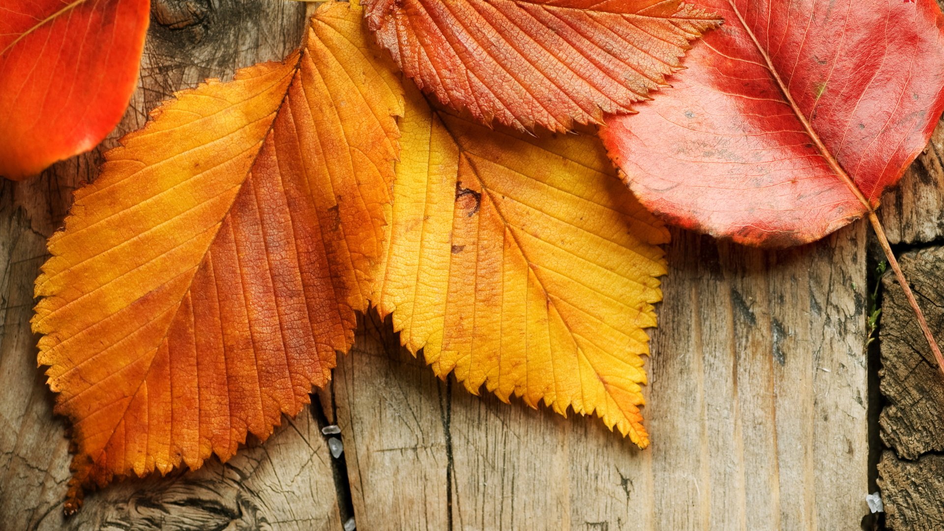 Обои листья, осень, дерева, опадают, осен,  листья, leaves, autumn, wood, fall разрешение 5445x4200 Загрузить