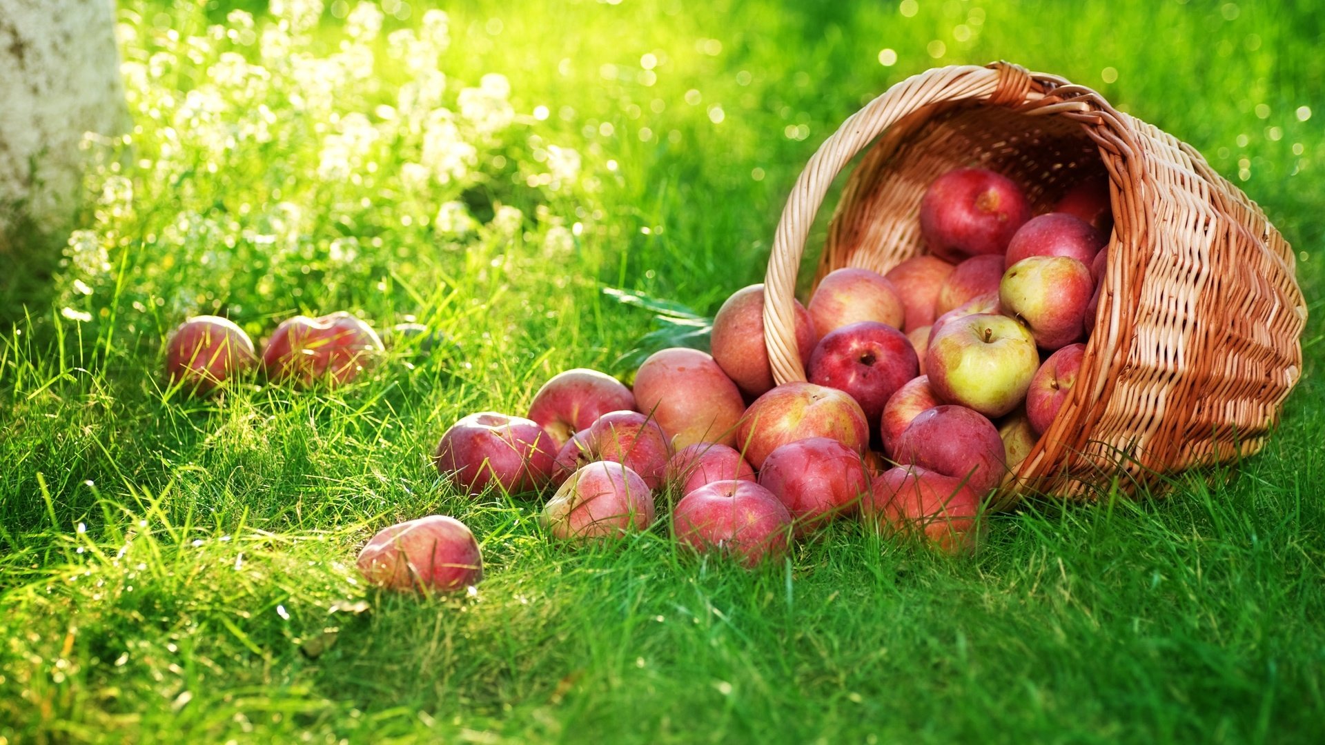 Обои трава, фрукты, яблоки, корзина, плоды, корзинка с яблоками, grass, fruit, apples, basket, basket with apples разрешение 2560x1600 Загрузить