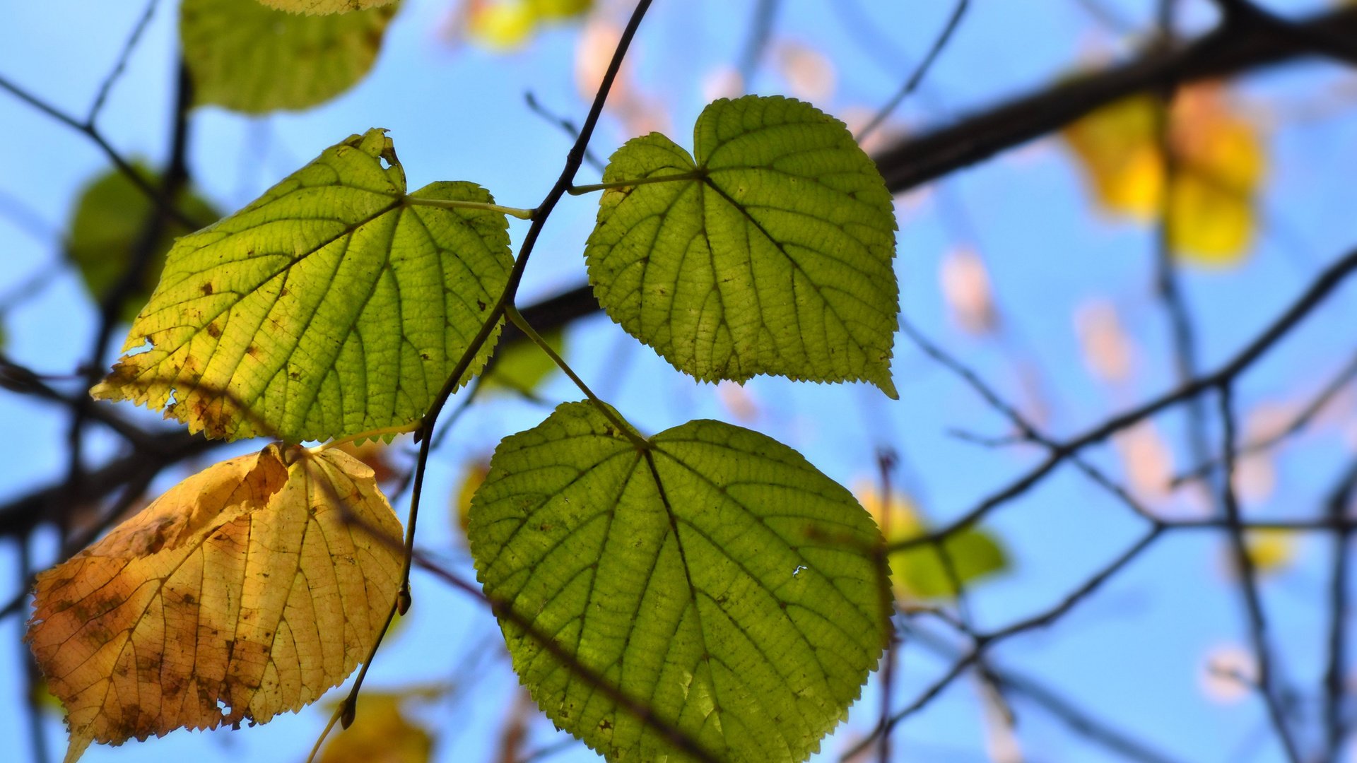 Обои природа, листья, осень, nature, leaves, autumn разрешение 2048x1363 Загрузить