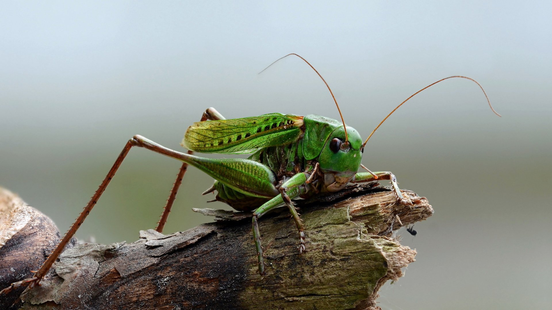 Обои природа, макро, насекомое, кузнечик, на природе, nature, macro, insect, grasshopper разрешение 2560x1440 Загрузить