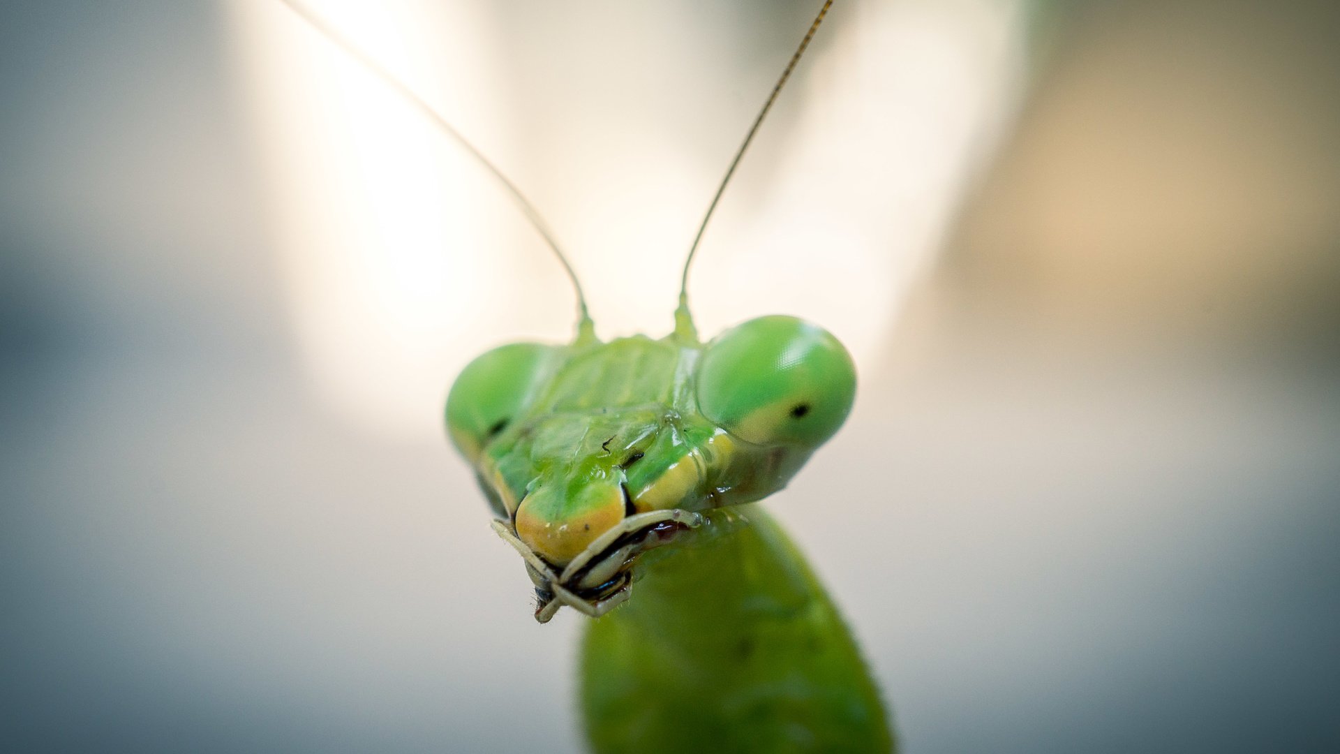 Обои зелёный, макро, насекомое, богомол, голова, green, macro, insect, mantis, head разрешение 4912x3264 Загрузить