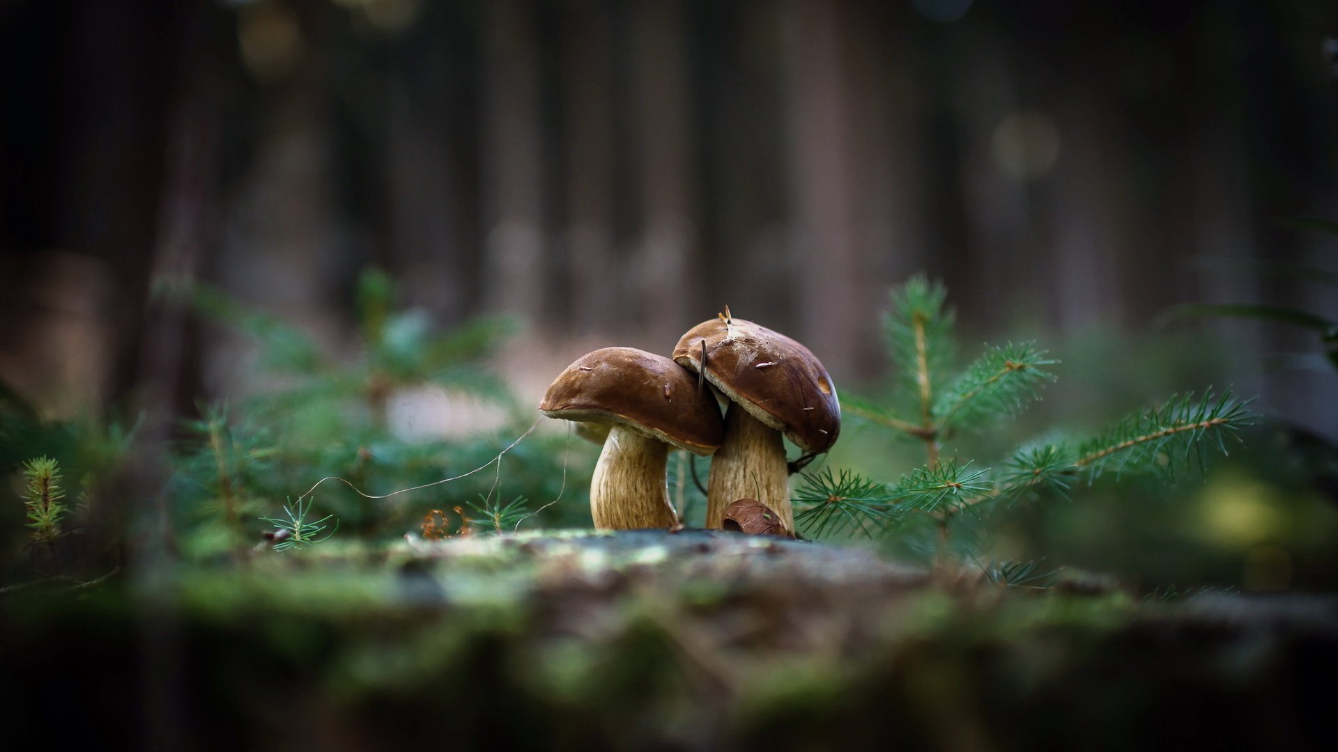 Обои природа, фон, грибы, гриб, nature, background, mushrooms, mushroom разрешение 2048x1362 Загрузить