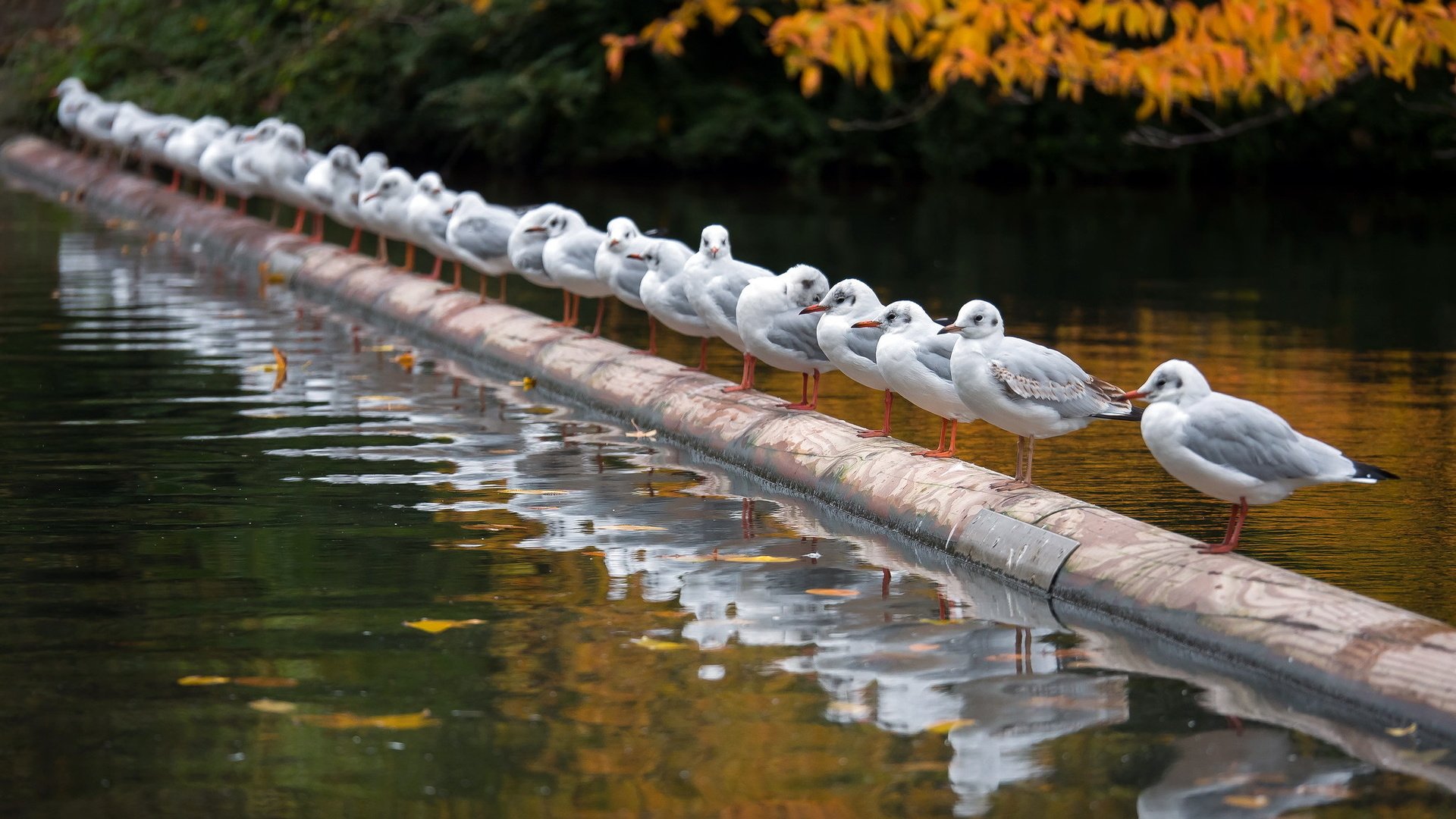 Обои река, осень, птицы, чайки, river, autumn, birds, seagulls разрешение 2047x1354 Загрузить