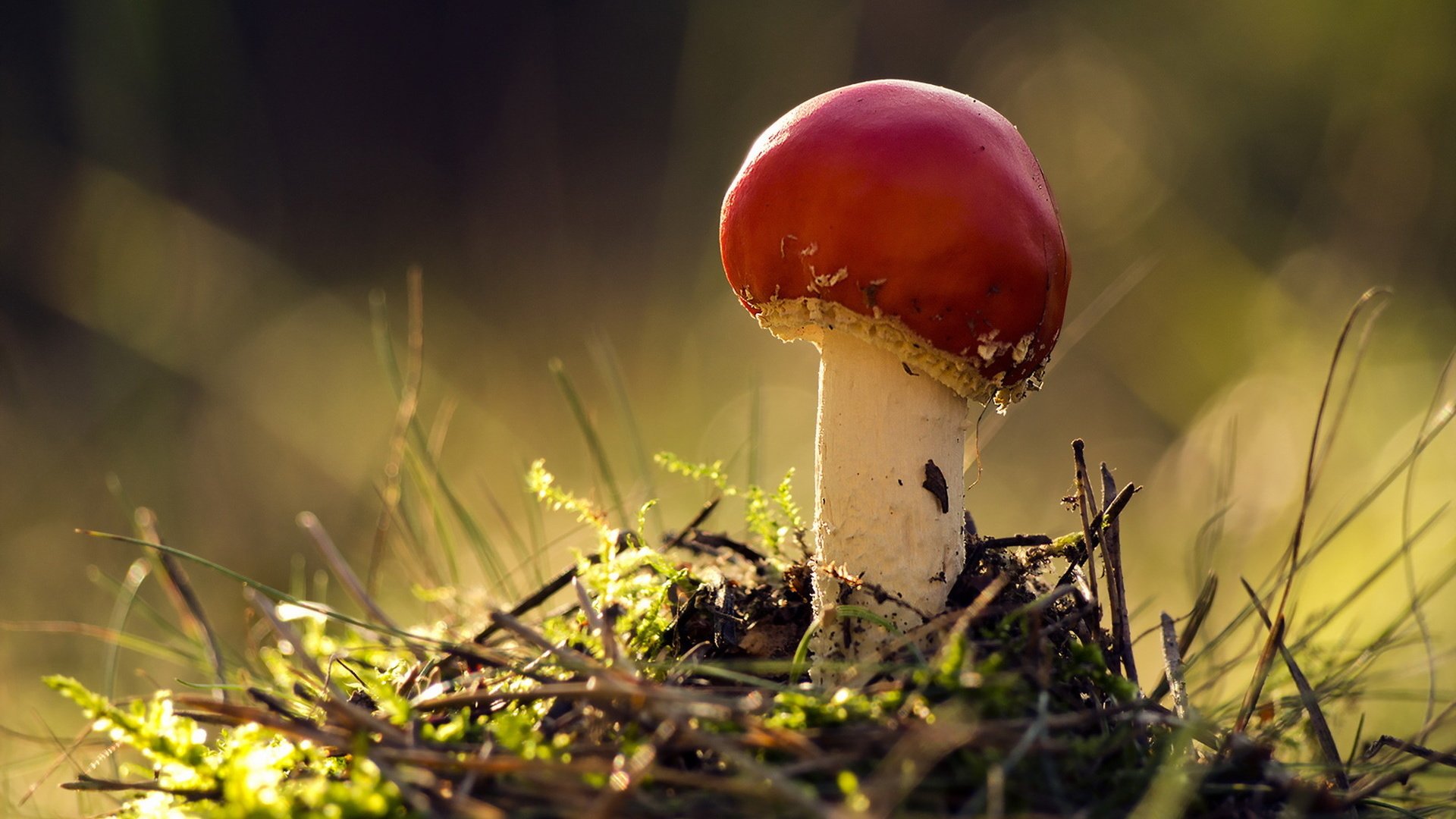 Обои природа, осень, гриб, nature, autumn, mushroom разрешение 1920x1279 Загрузить