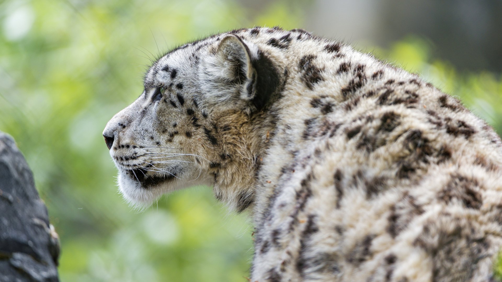 Обои кошка, снежный барс, ирбис, ©tambako the jaguar, cat, snow leopard, irbis разрешение 2048x1363 Загрузить