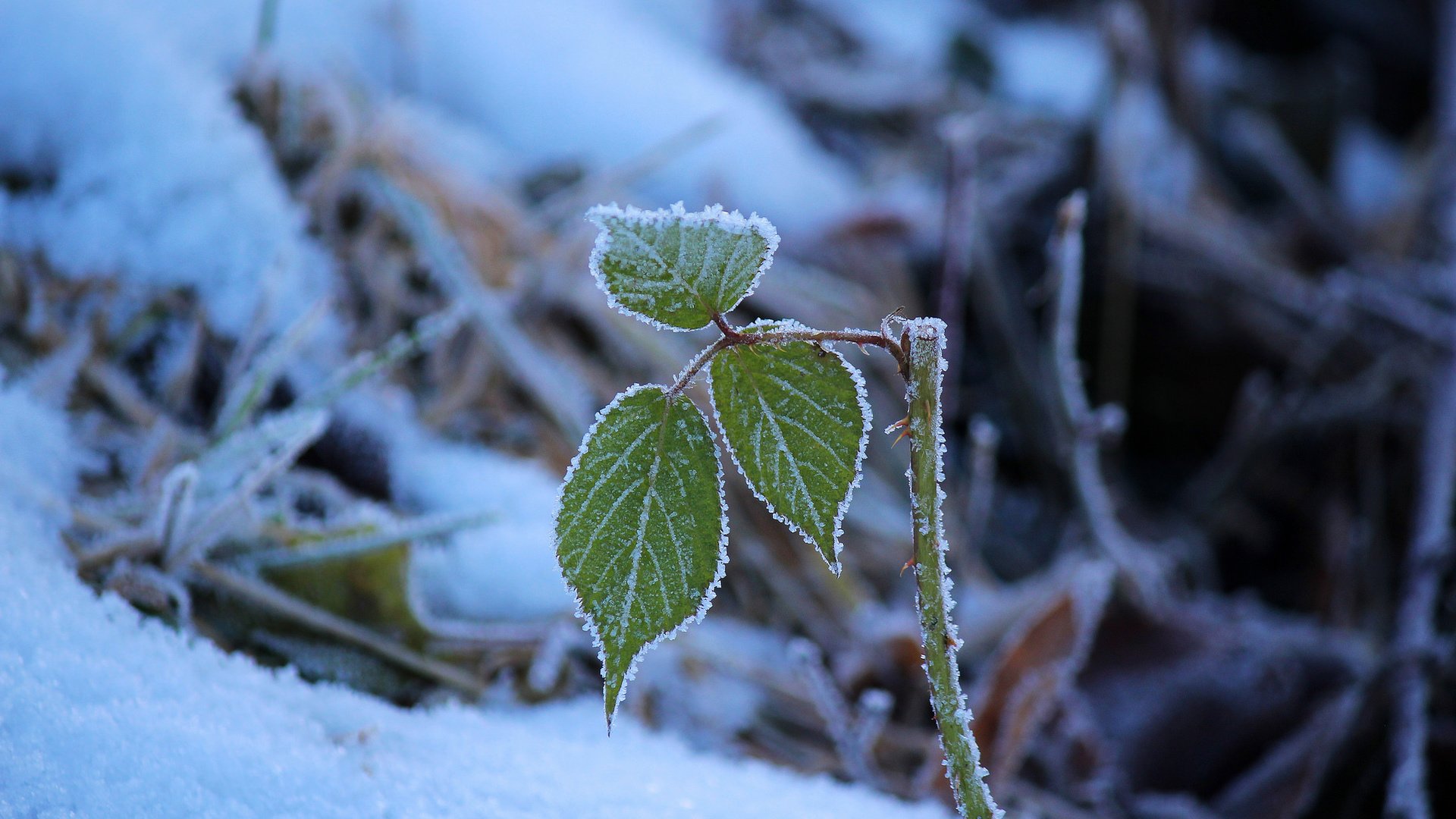 Обои снег, природа, зима, листочки, веточки, snow, nature, winter, leaves, twigs разрешение 2048x1365 Загрузить