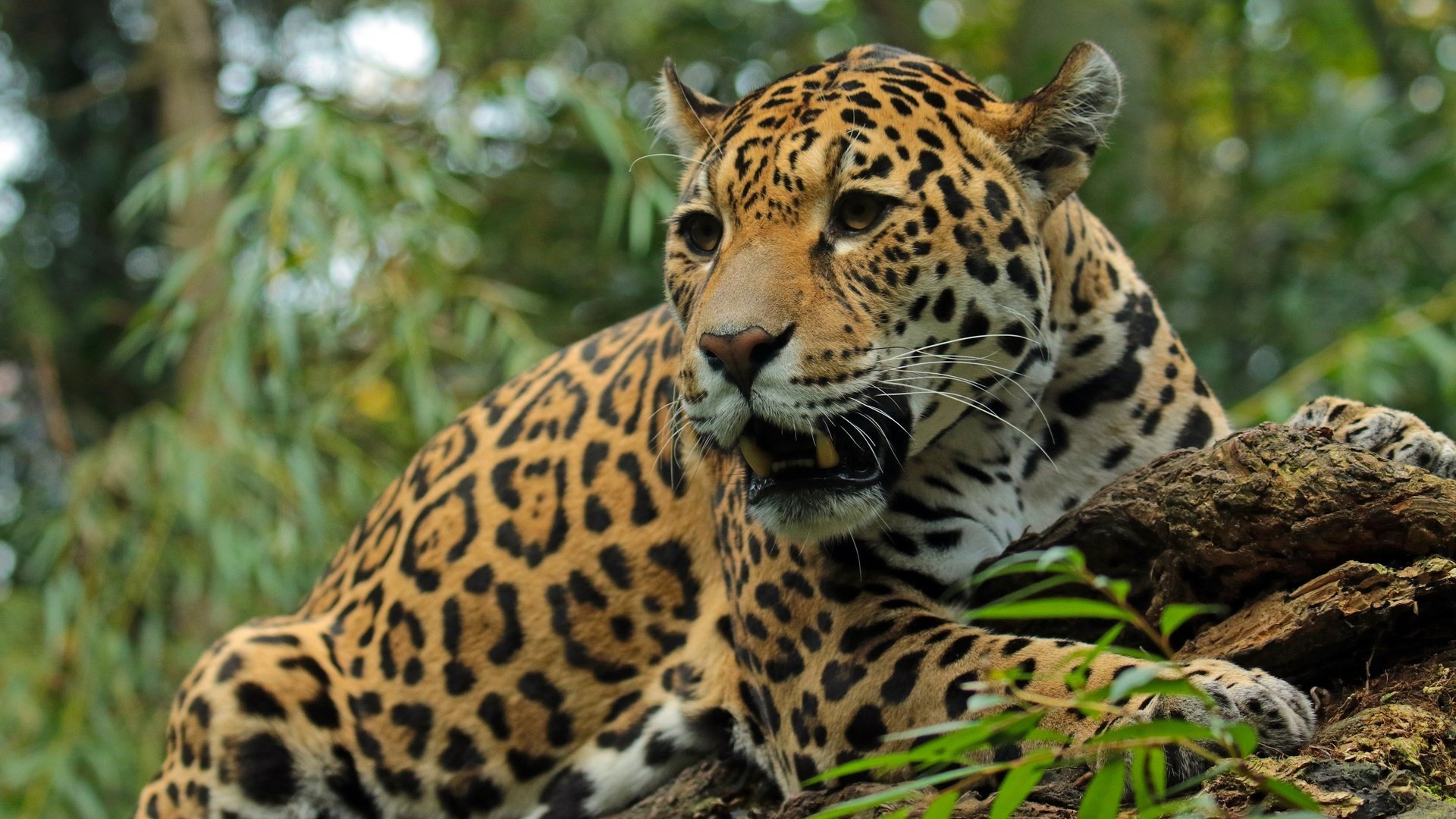 Обои морда, хищник, большая кошка, ягуар, оскал, дикая кошка, face, predator, big cat, jaguar, grin, wild cat разрешение 2880x1815 Загрузить