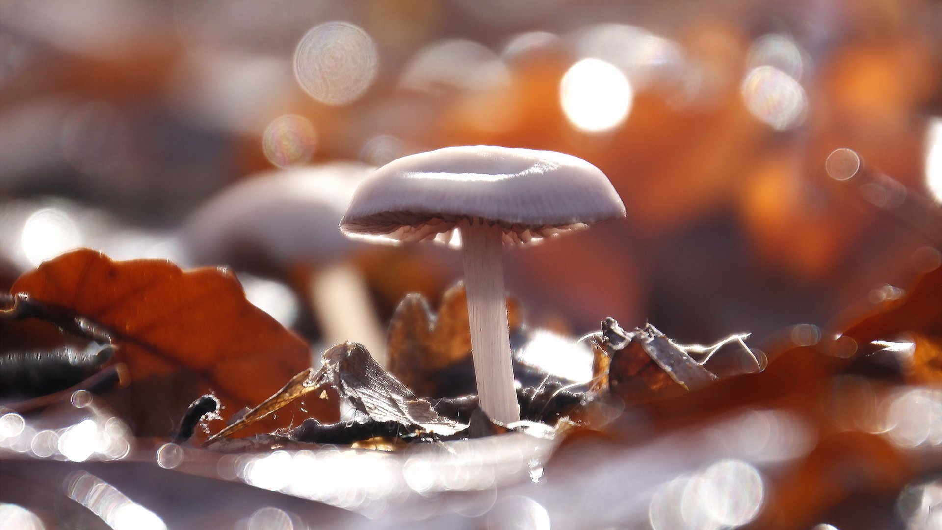 Обои природа, фон, грибы, nature, background, mushrooms разрешение 2048x1358 Загрузить