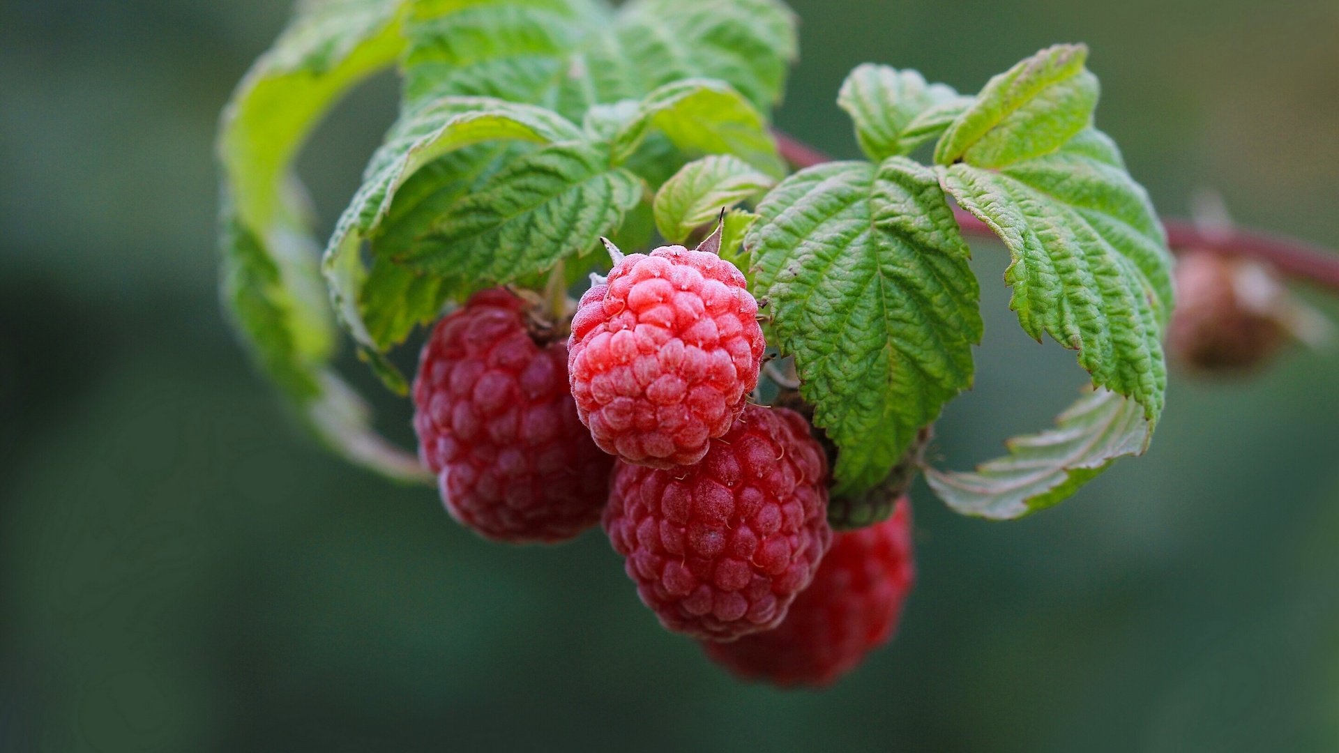 Обои ветка, природа, листья, малина, ягоды, branch, nature, leaves, raspberry, berries разрешение 2560x1724 Загрузить