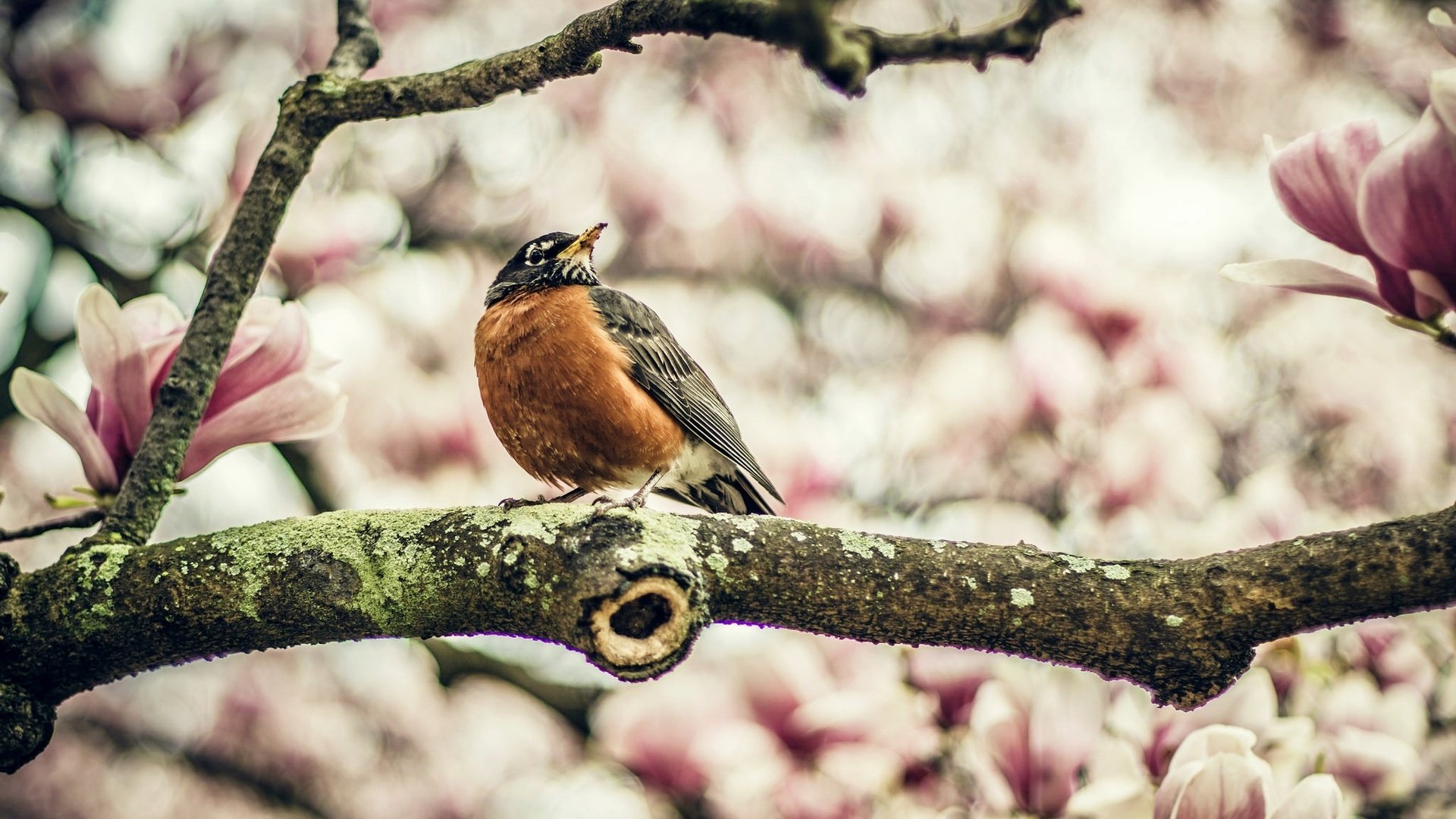 Обои цветы, ветка, птица, боке, flowers, branch, bird, bokeh разрешение 2048x1362 Загрузить