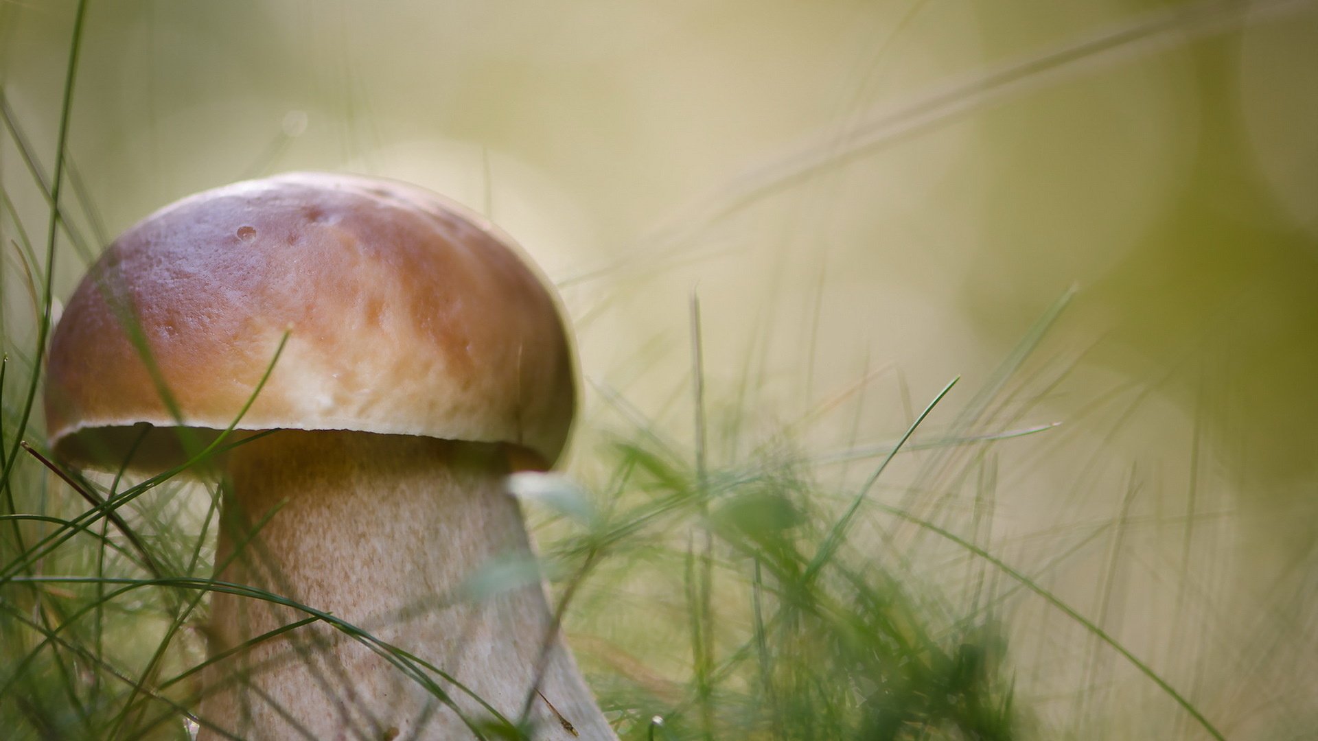 Обои природа, осень, гриб, nature, autumn, mushroom разрешение 1920x1272 Загрузить