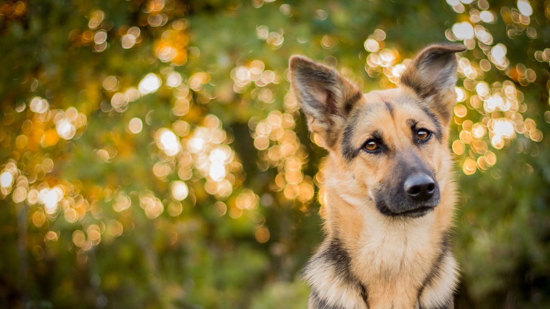 Обои взгляд, собака, друг, овчарка, look, dog, each, shepherd разрешение 3504x2054 Загрузить