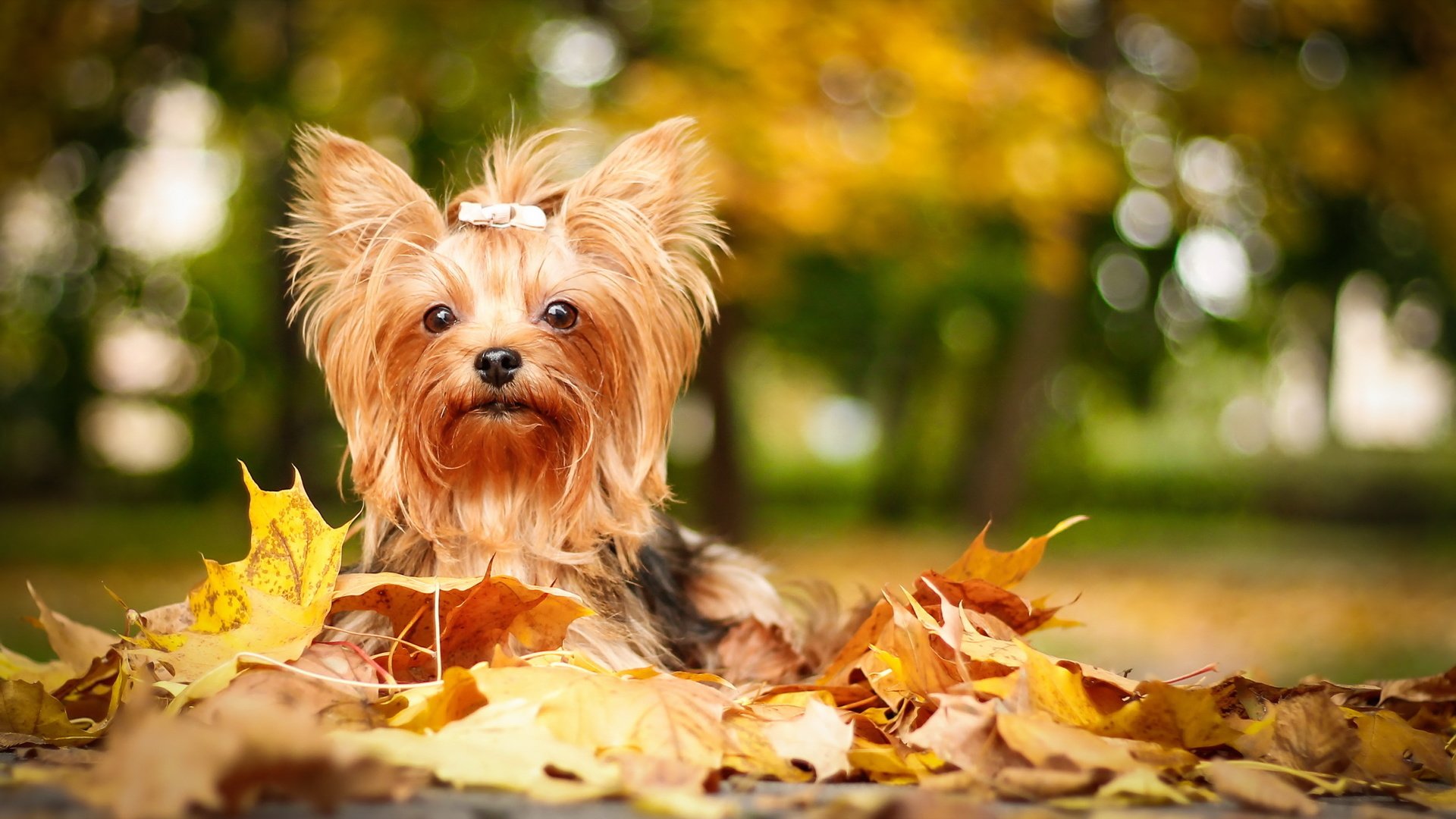 Обои листья, взгляд, осень, собака, друг, йорк, йоркширский терьер, leaves, look, autumn, dog, each, york, yorkshire terrier разрешение 2566x1440 Загрузить