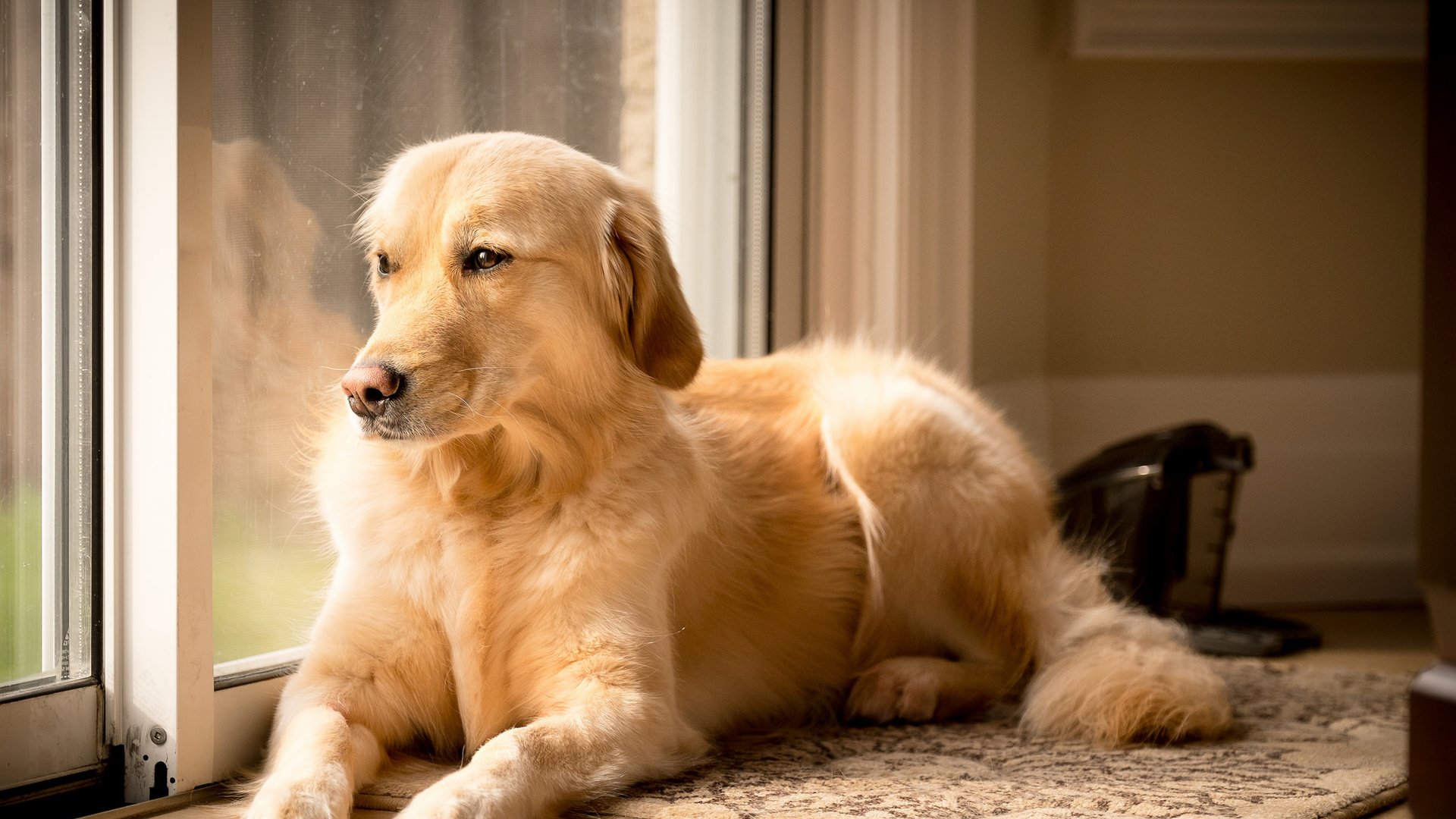 Обои взгляд, собака, друг, золотистый ретривер, look, dog, each, golden retriever разрешение 2048x1365 Загрузить