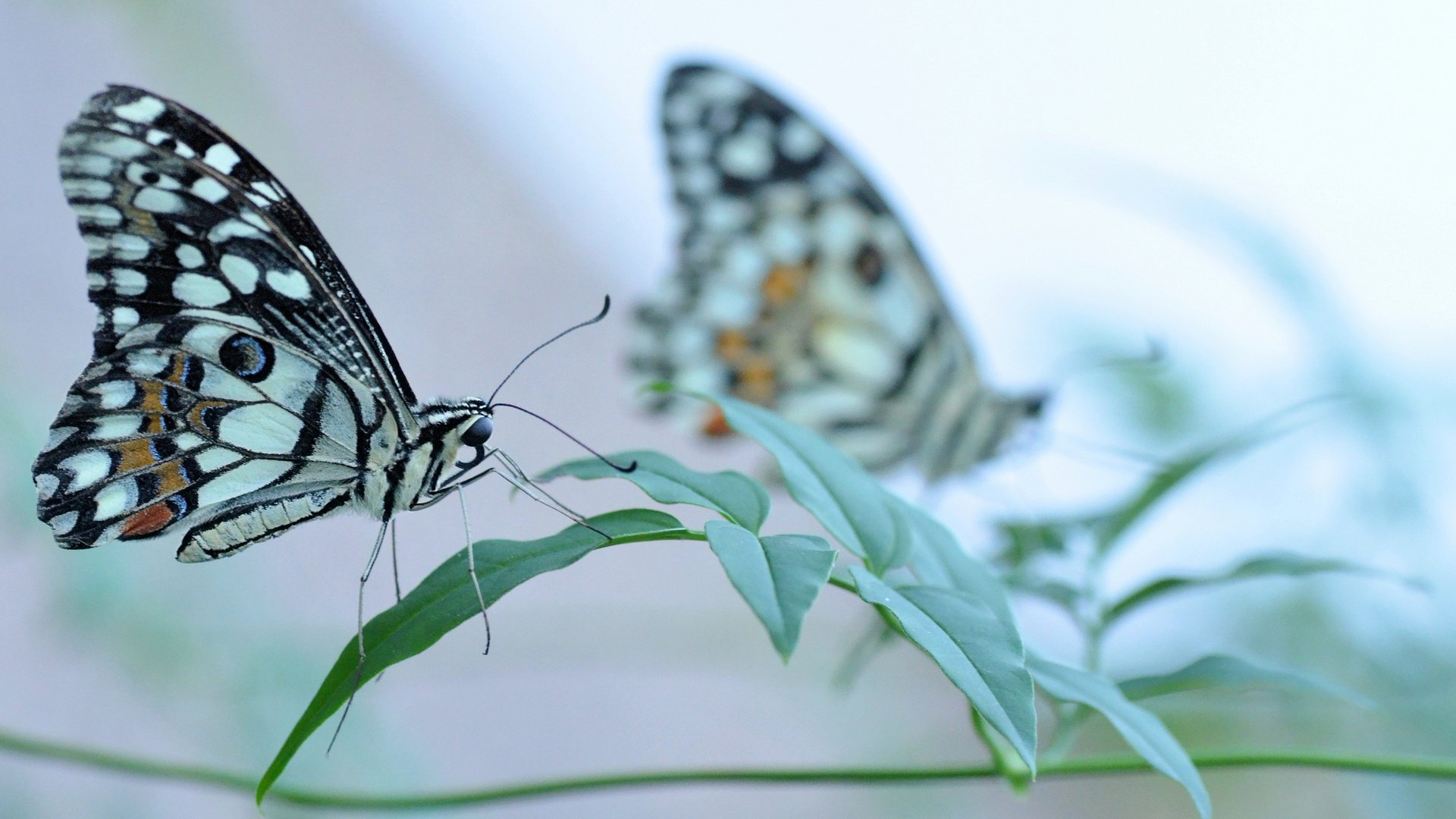 Обои трава, насекомое, бабочка, крылья, grass, insect, butterfly, wings разрешение 2048x1160 Загрузить