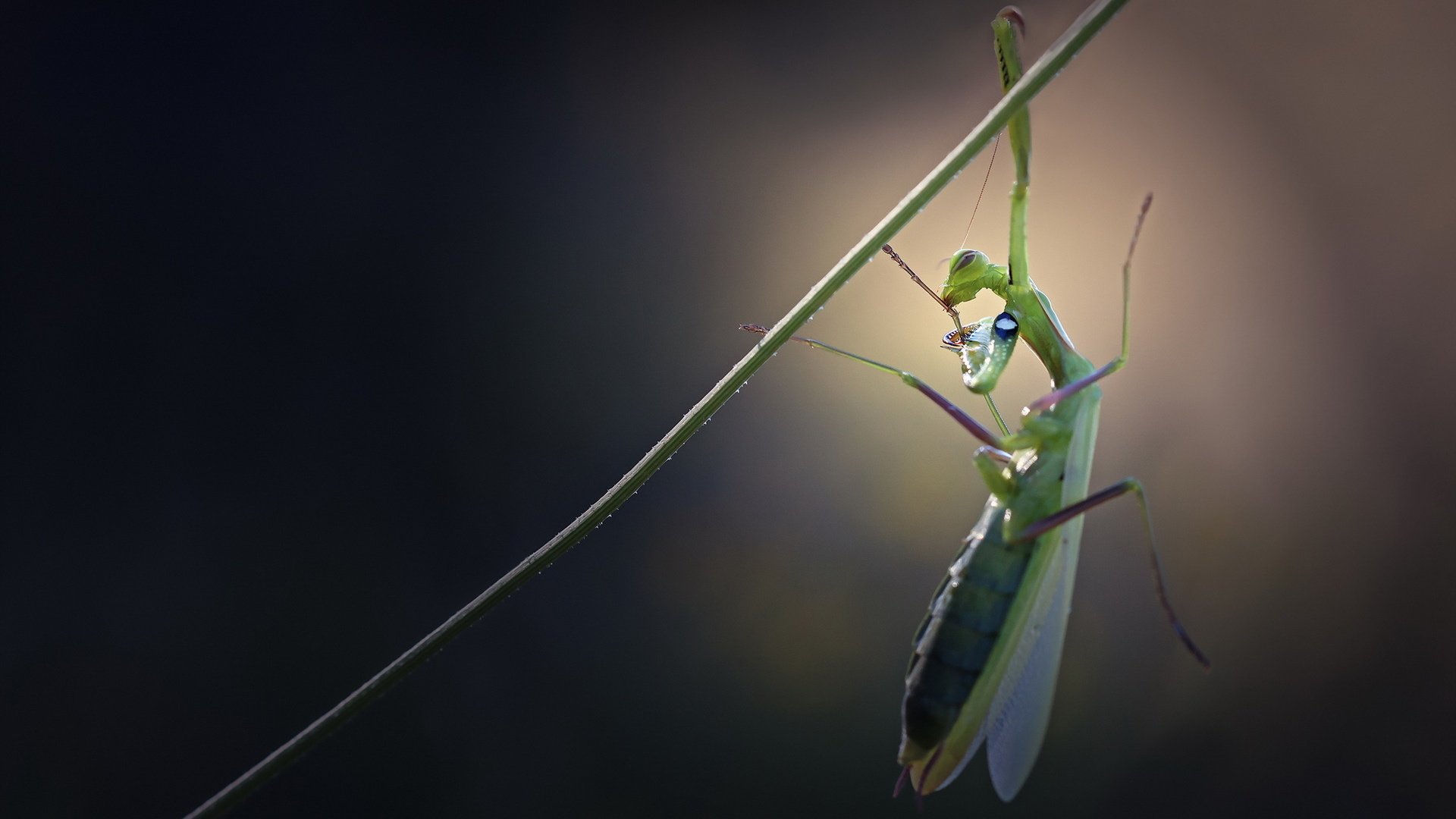 Обои жук, макро, богомол, висит, травинка, beetle, macro, mantis, hanging, a blade of grass разрешение 1920x1200 Загрузить