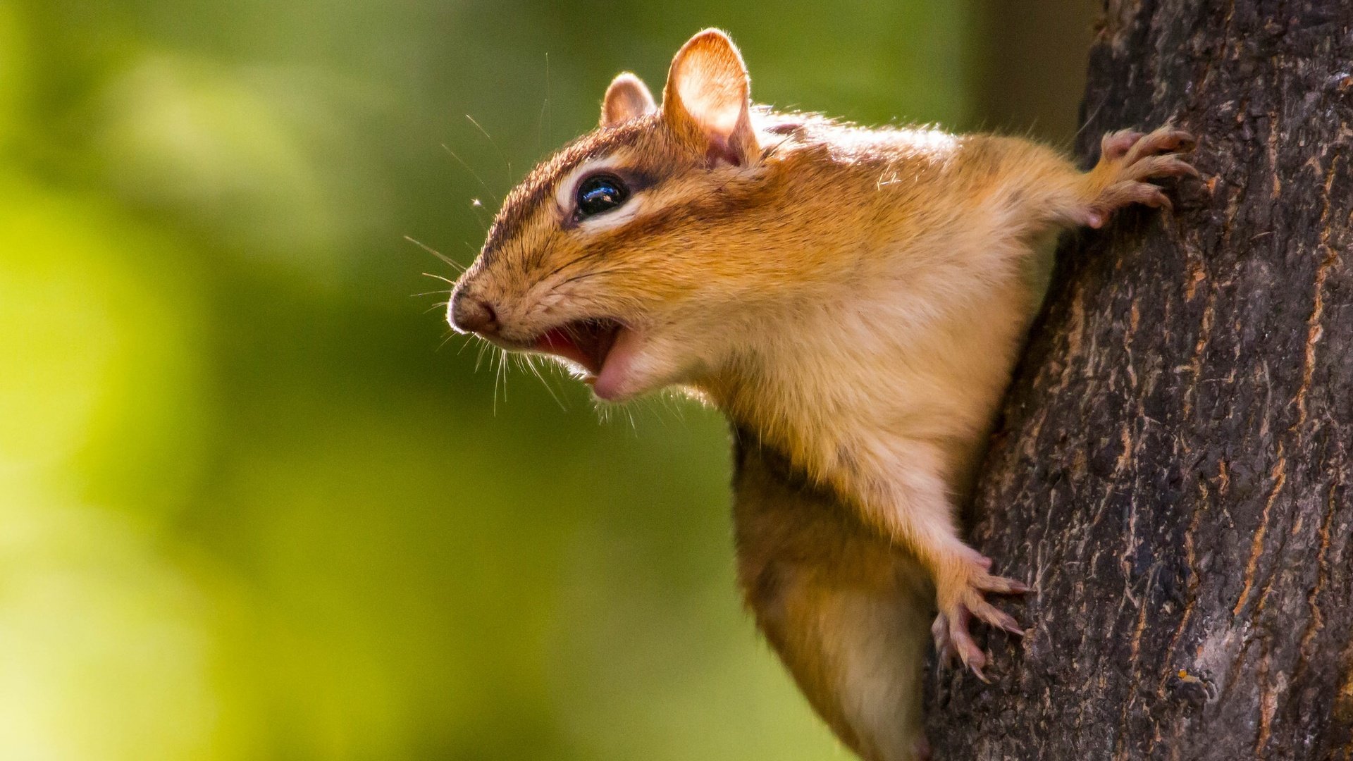 Обои дерево, мордочка, усы, ствол, бурундук, грызун, tree, muzzle, mustache, trunk, chipmunk, rodent разрешение 2048x1326 Загрузить