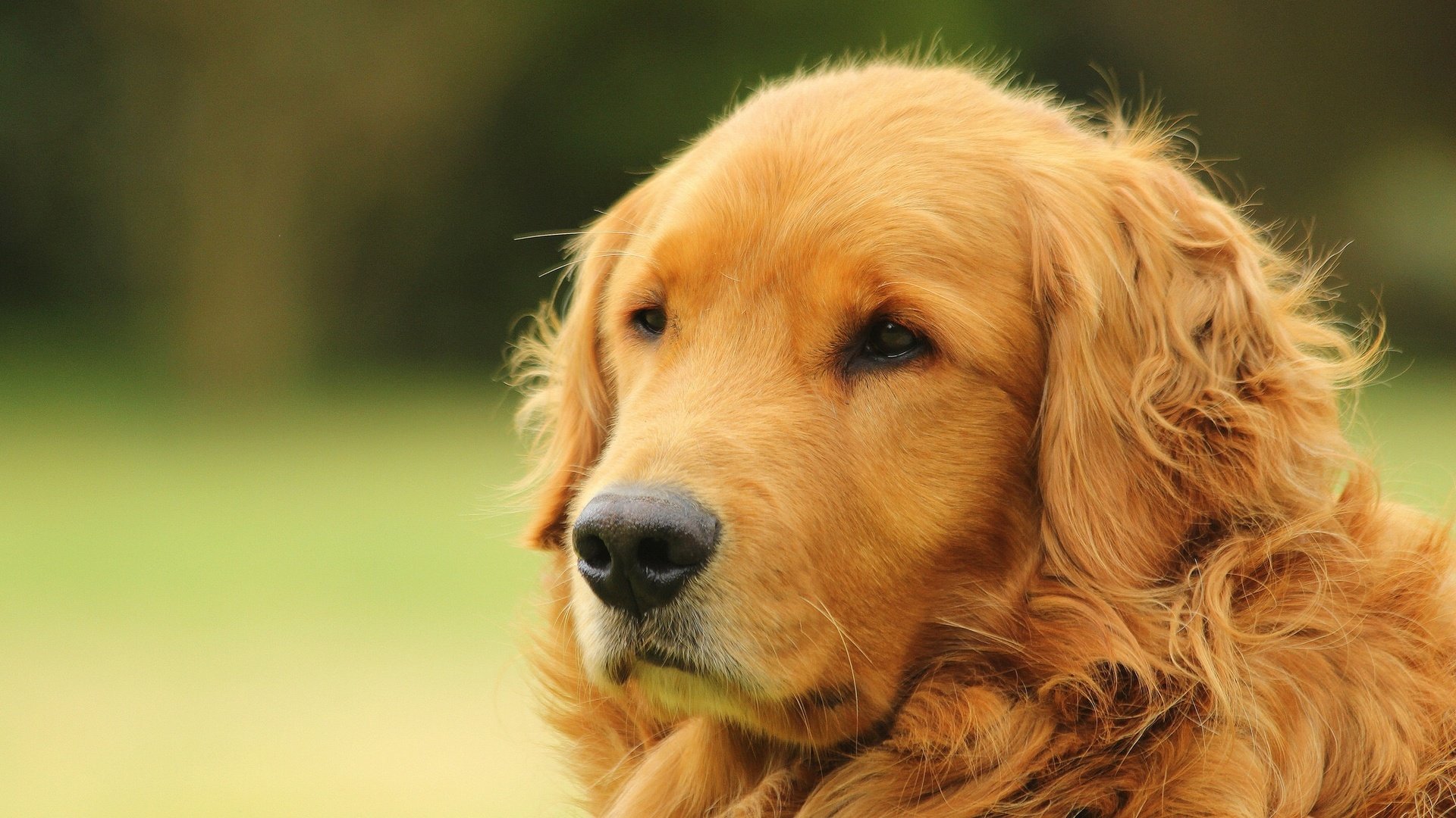 Обои морда, портрет, собака, золотистый ретривер, голден ретривер, face, portrait, dog, golden retriever разрешение 2048x1365 Загрузить