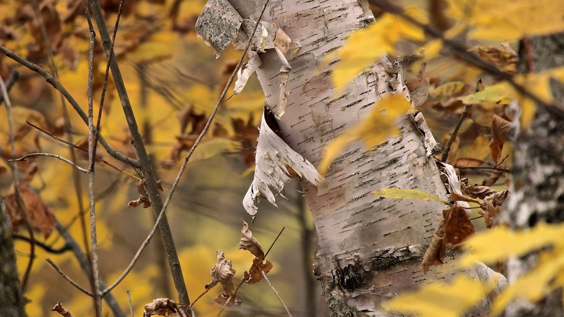 Обои дерево, листья, осень, кора, береза, tree, leaves, autumn, bark, birch разрешение 2560x1707 Загрузить