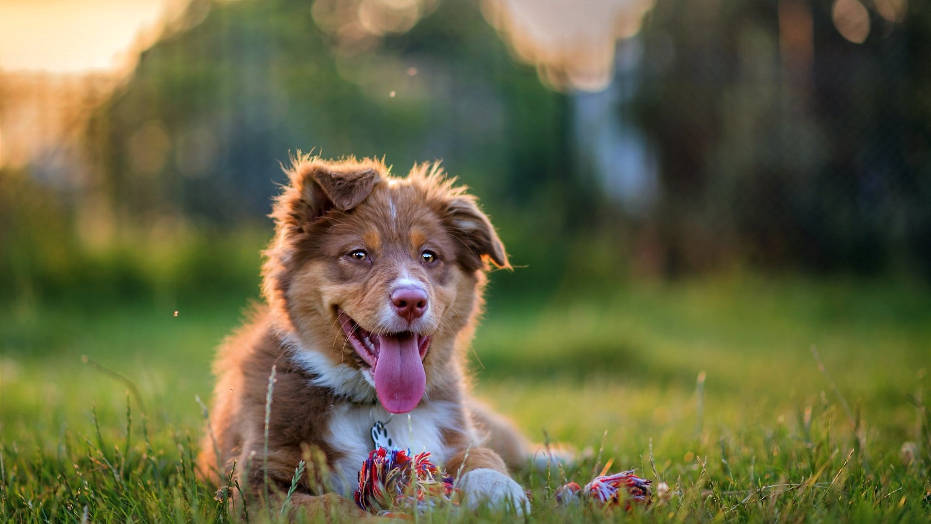 Обои собака, щенок, язык, австралийская овчарка, аусси, dog, puppy, language, australian shepherd, aussie разрешение 1980x1320 Загрузить