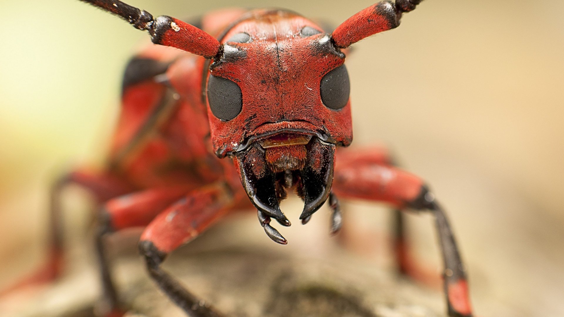 Обои глаза, насекомое, муравей, усики, голова, eyes, insect, ant, antennae, head разрешение 2880x1884 Загрузить