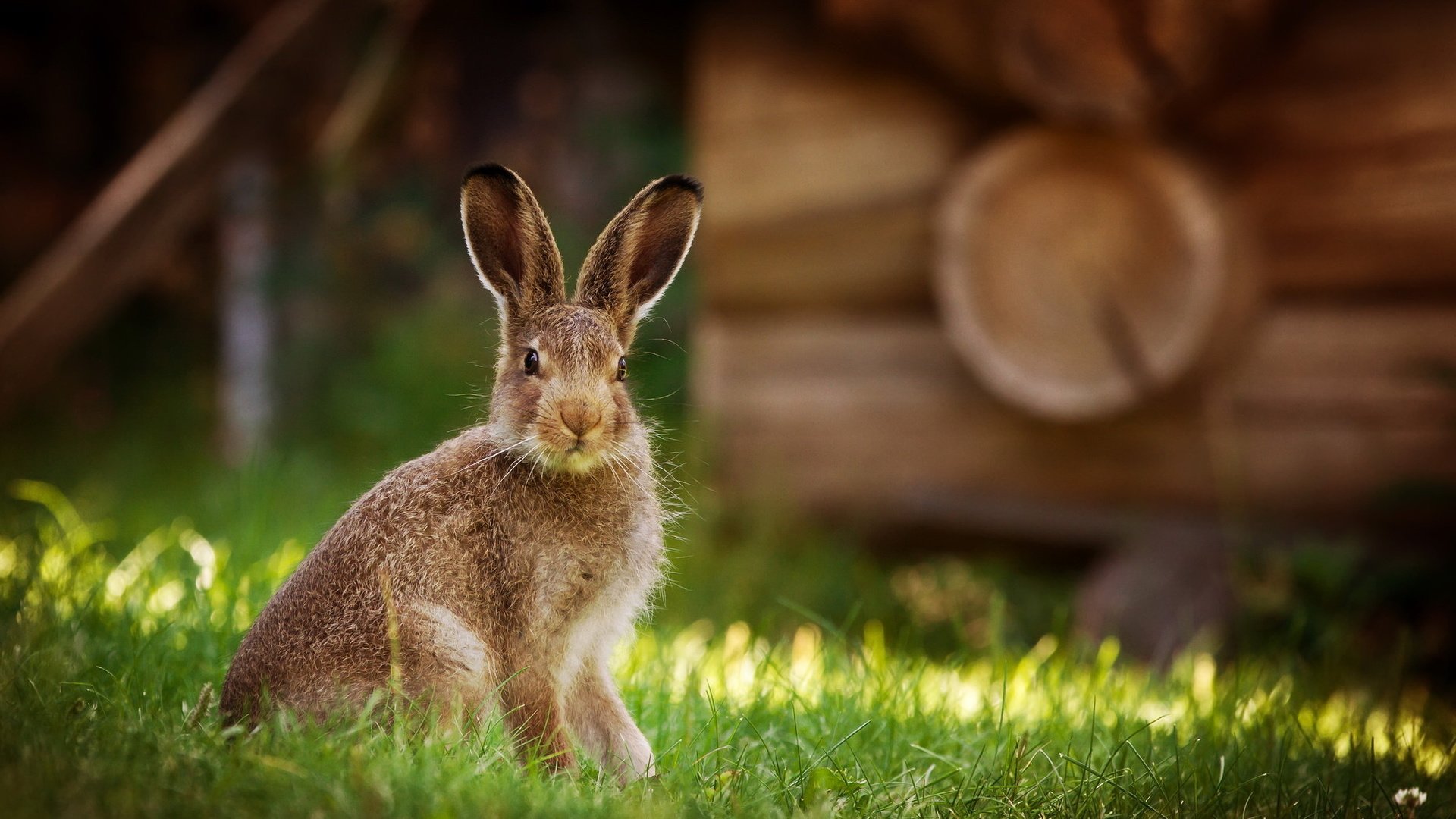 Обои трава, природа, фон, кролик, животное, заяц, grass, nature, background, rabbit, animal, hare разрешение 2047x1085 Загрузить