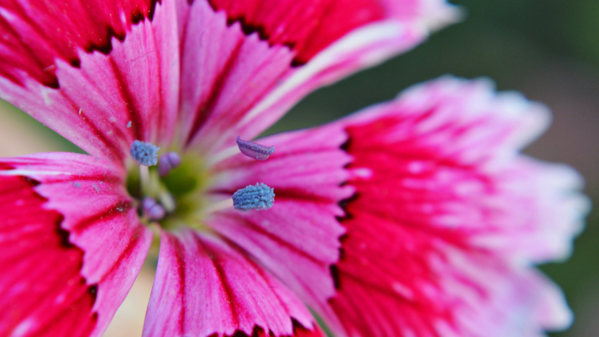 Обои макро, цветок, лепестки, гвоздика, macro, flower, petals, carnation разрешение 2048x1362 Загрузить