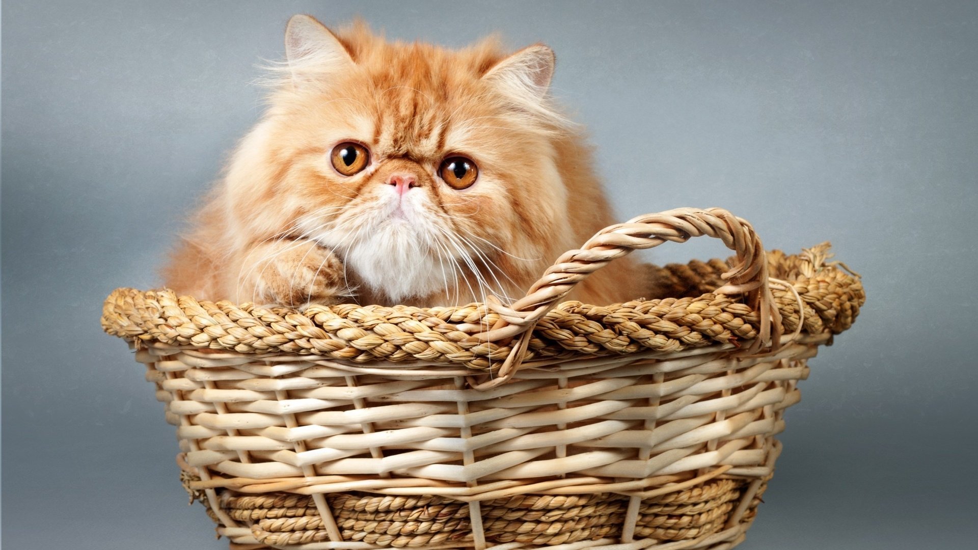 Обои кот, мордочка, кошка, взгляд, корзина, cat, muzzle, look, basket разрешение 2700x1778 Загрузить