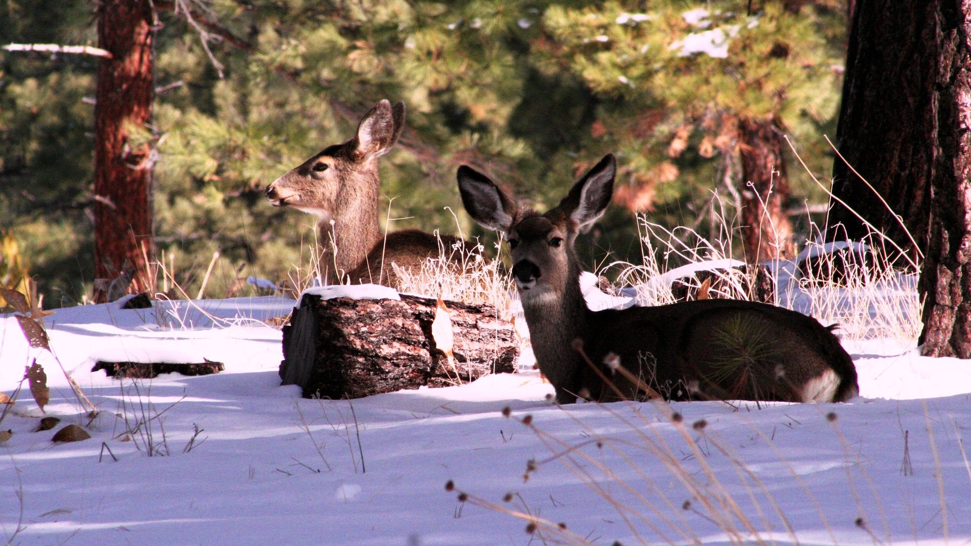 Обои лес, зима, сша, олени, штат калифорния, горы сьерра-невада, forest, winter, usa, deer, california, the sierra nevada разрешение 3456x2304 Загрузить