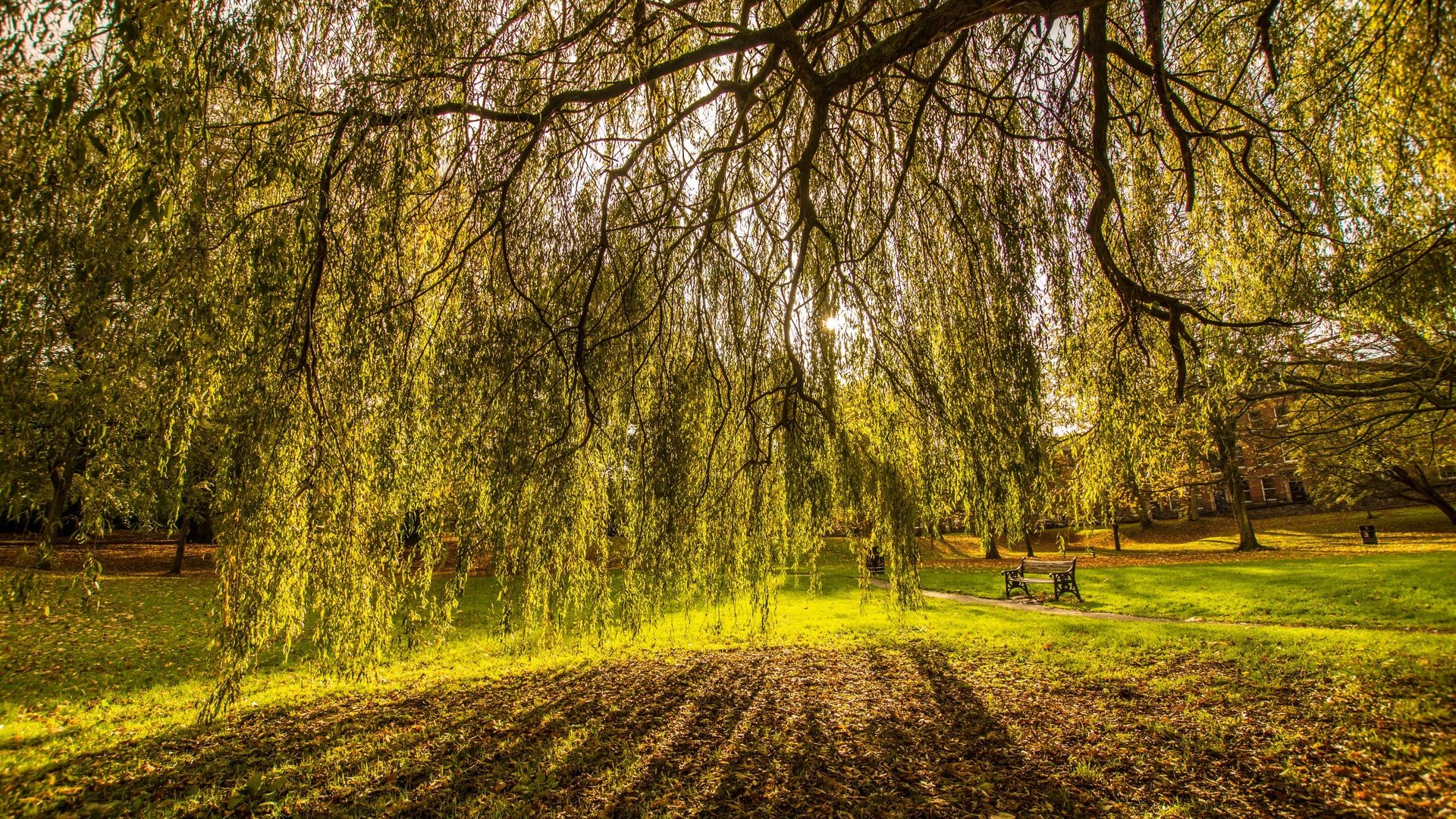 Обои деревья, пейзаж, ветви, великобритания, осень, поляна, престон, trees, landscape, branch, uk, autumn, glade, preston разрешение 2880x1920 Загрузить