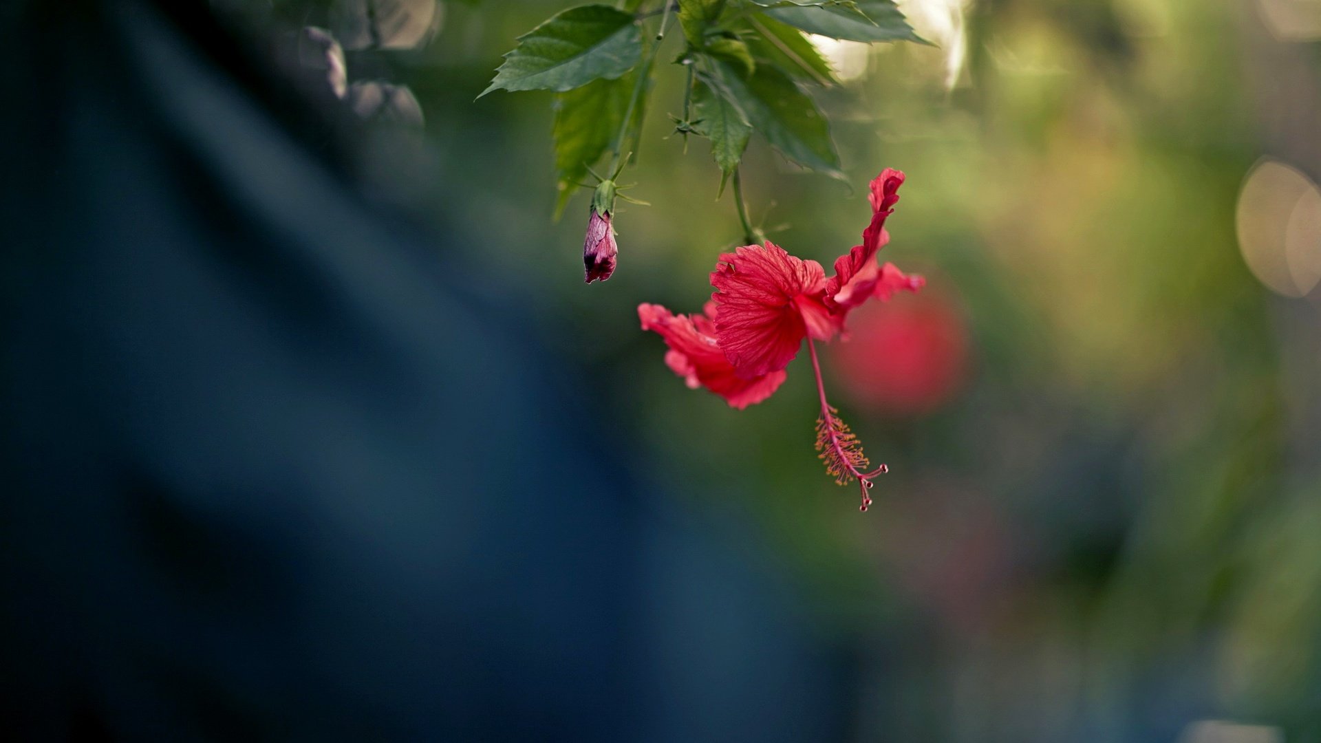 Обои природа, цветок, лепестки, красный, боке, гибискус, nature, flower, petals, red, bokeh, hibiscus разрешение 2560x1707 Загрузить