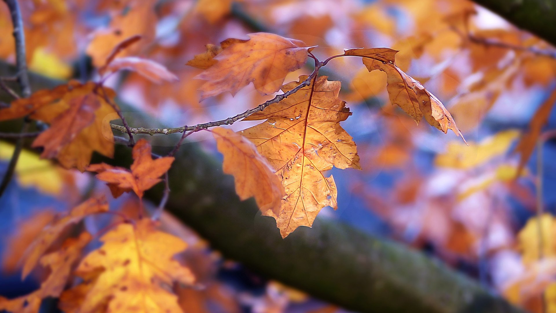 Обои природа, листья, осень, боке, осенние листья, nature, leaves, autumn, bokeh, autumn leaves разрешение 2048x1441 Загрузить