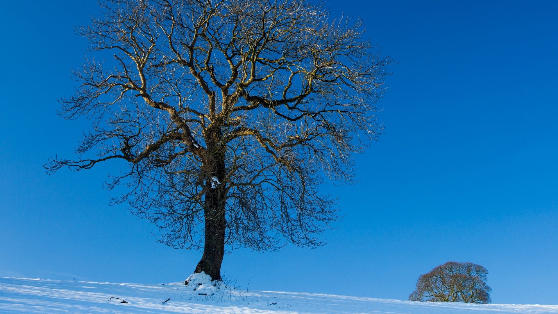 Обои небо, снег, дерево, зима, пейзаж, the sky, snow, tree, winter, landscape разрешение 2880x2362 Загрузить