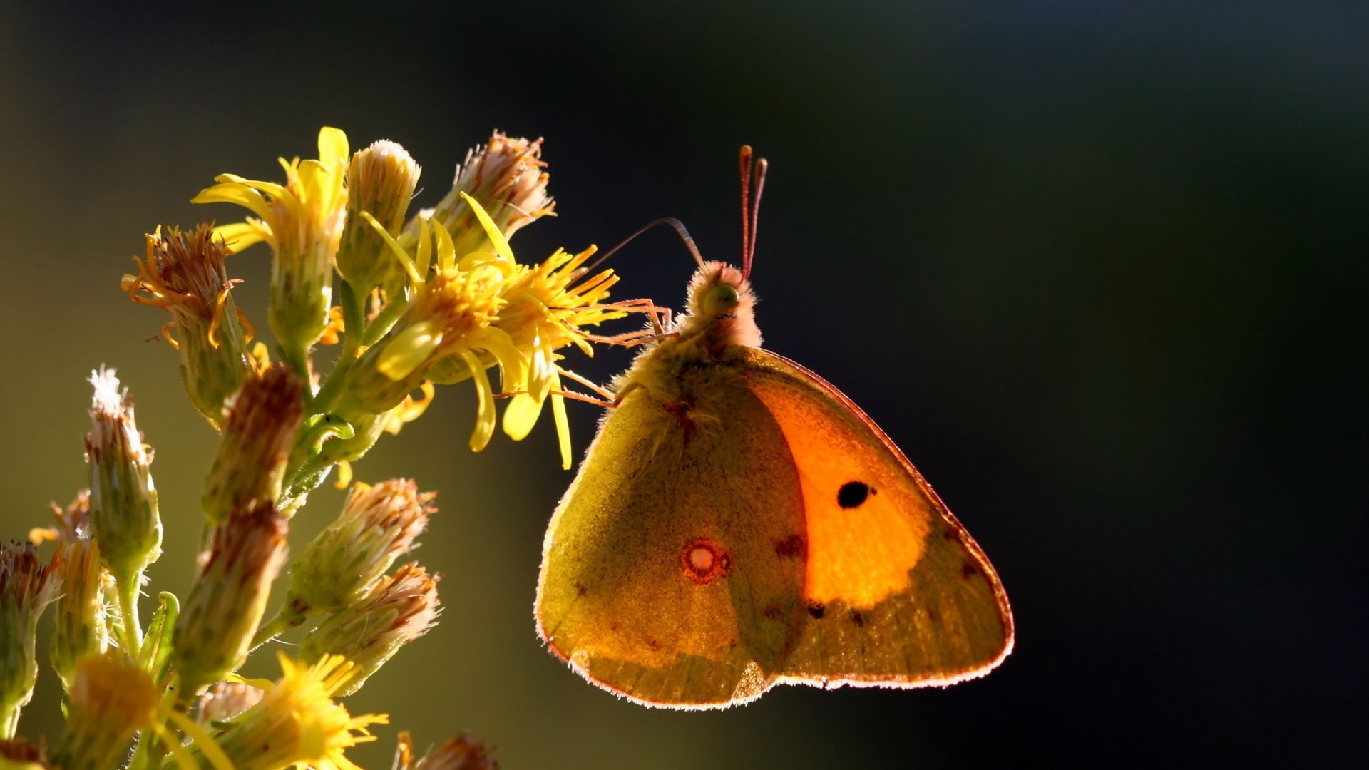 Обои природа, макро, насекомое, цветок, бабочка, крылья, желтушка луговая, nature, macro, insect, flower, butterfly, wings, european swallowtail разрешение 1920x1200 Загрузить