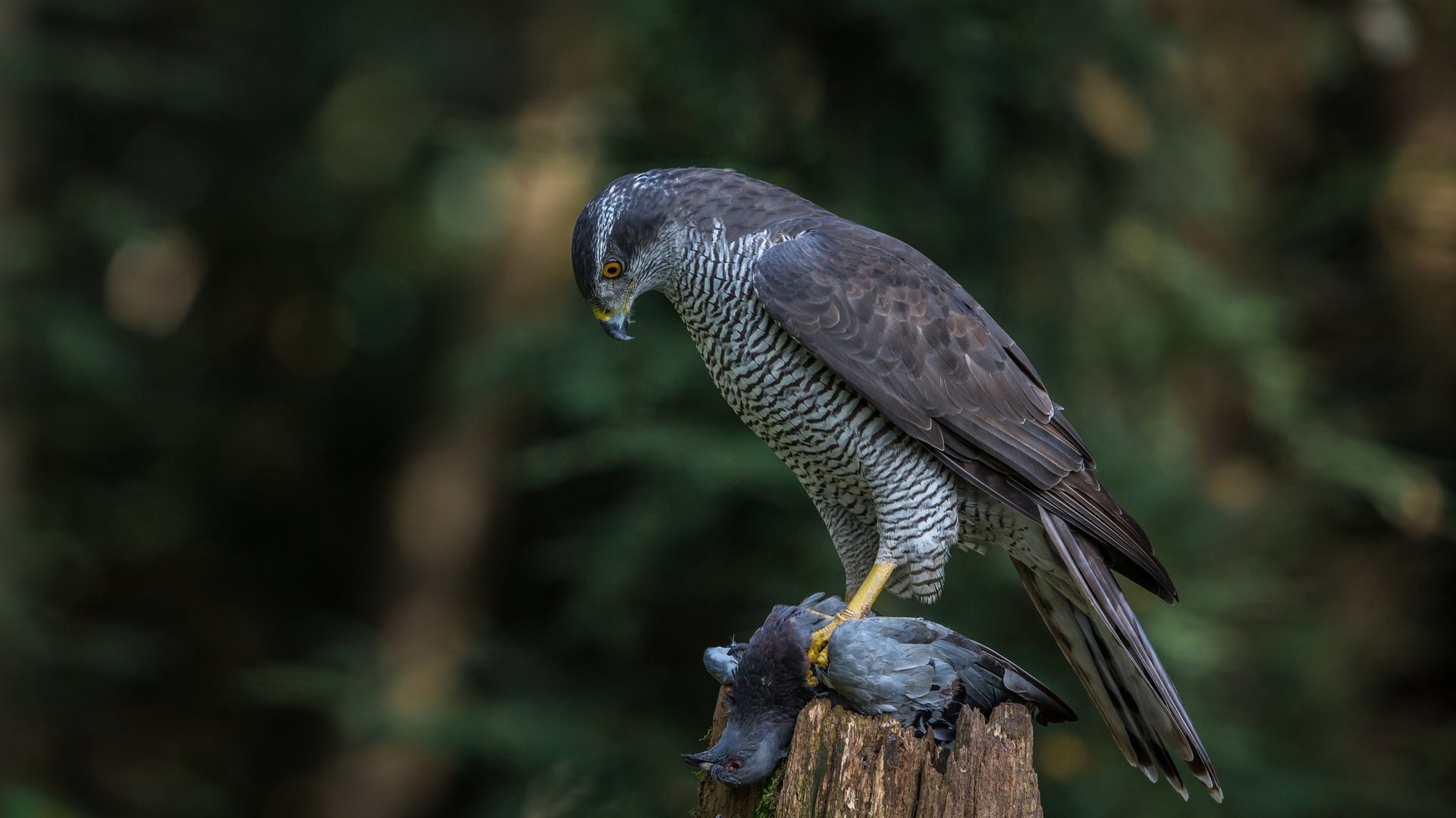 Обои природа, птица, добыча, ястреб, хищная, ястреб-тетеревятник, nature, bird, mining, hawk, predatory, goshawk разрешение 2048x1365 Загрузить