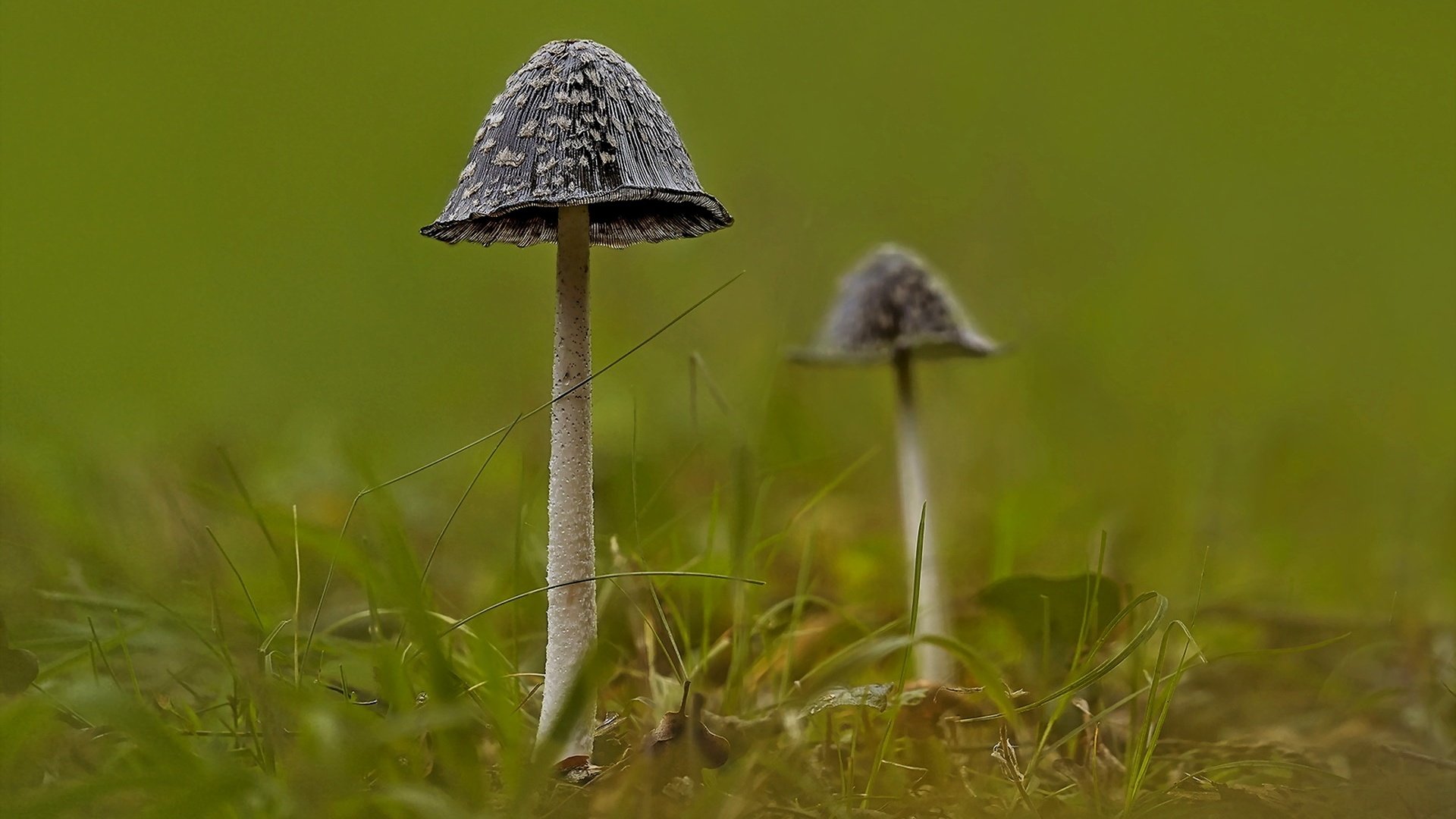 Обои природа, фон, грибы, nature, background, mushrooms разрешение 1920x1279 Загрузить