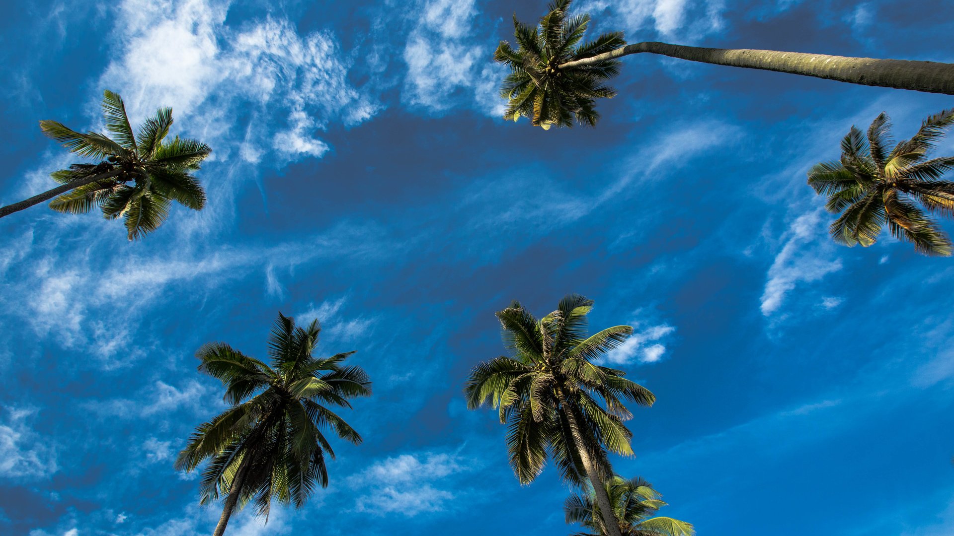 Обои небо, облака, пейзаж, пальмы, кроны, the sky, clouds, landscape, palm trees, crown разрешение 5760x3840 Загрузить