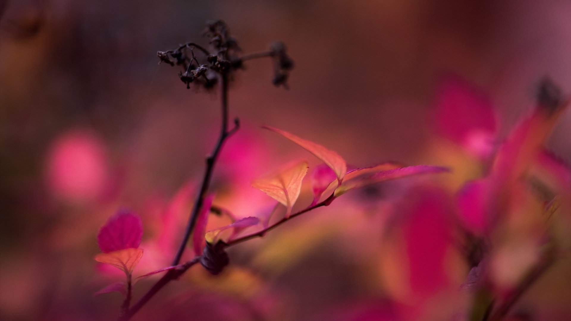 Обои ветка, фон, осень, листья. природа, branch, background, autumn, leaves. nature разрешение 2048x1367 Загрузить