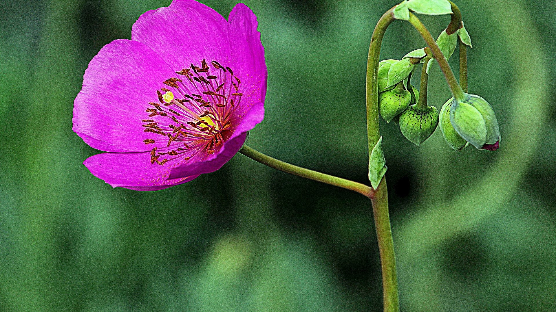 Обои бутоны, макро, цветок, лепестки, каландриния, buds, macro, flower, petals, calandrinia разрешение 2880x2233 Загрузить