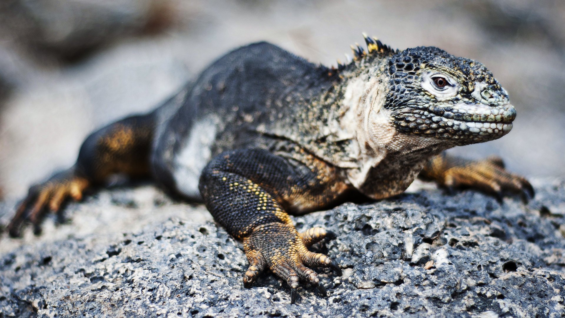 Обои ящерица, рептилия, игуана, пресмыкающееся, галапагосская, lizard, reptile, iguana, galapagos разрешение 1920x1200 Загрузить