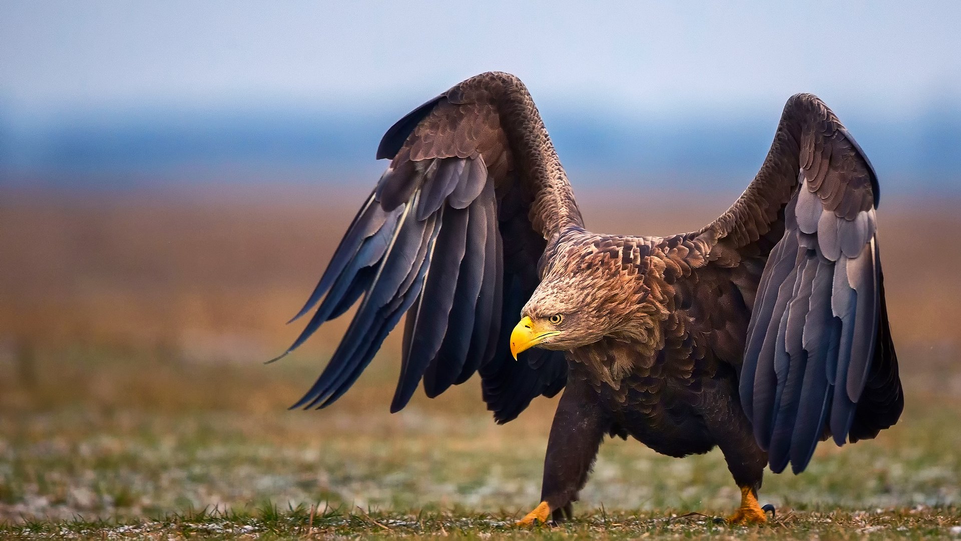 Обои природа, крылья, орел, птица, nature, wings, eagle, bird разрешение 2048x1366 Загрузить