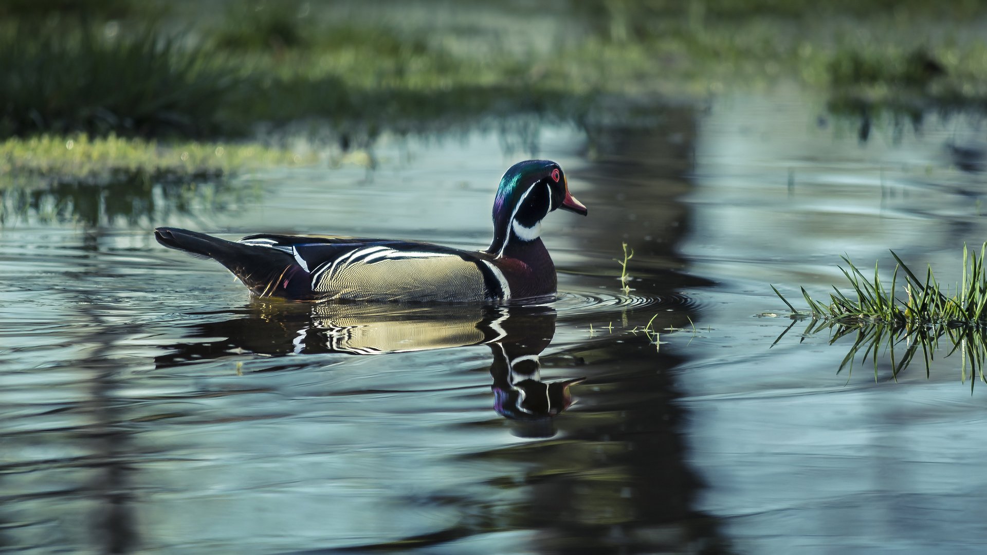 Обои вода, озеро, птица, утка, water, lake, bird, duck разрешение 2048x1339 Загрузить